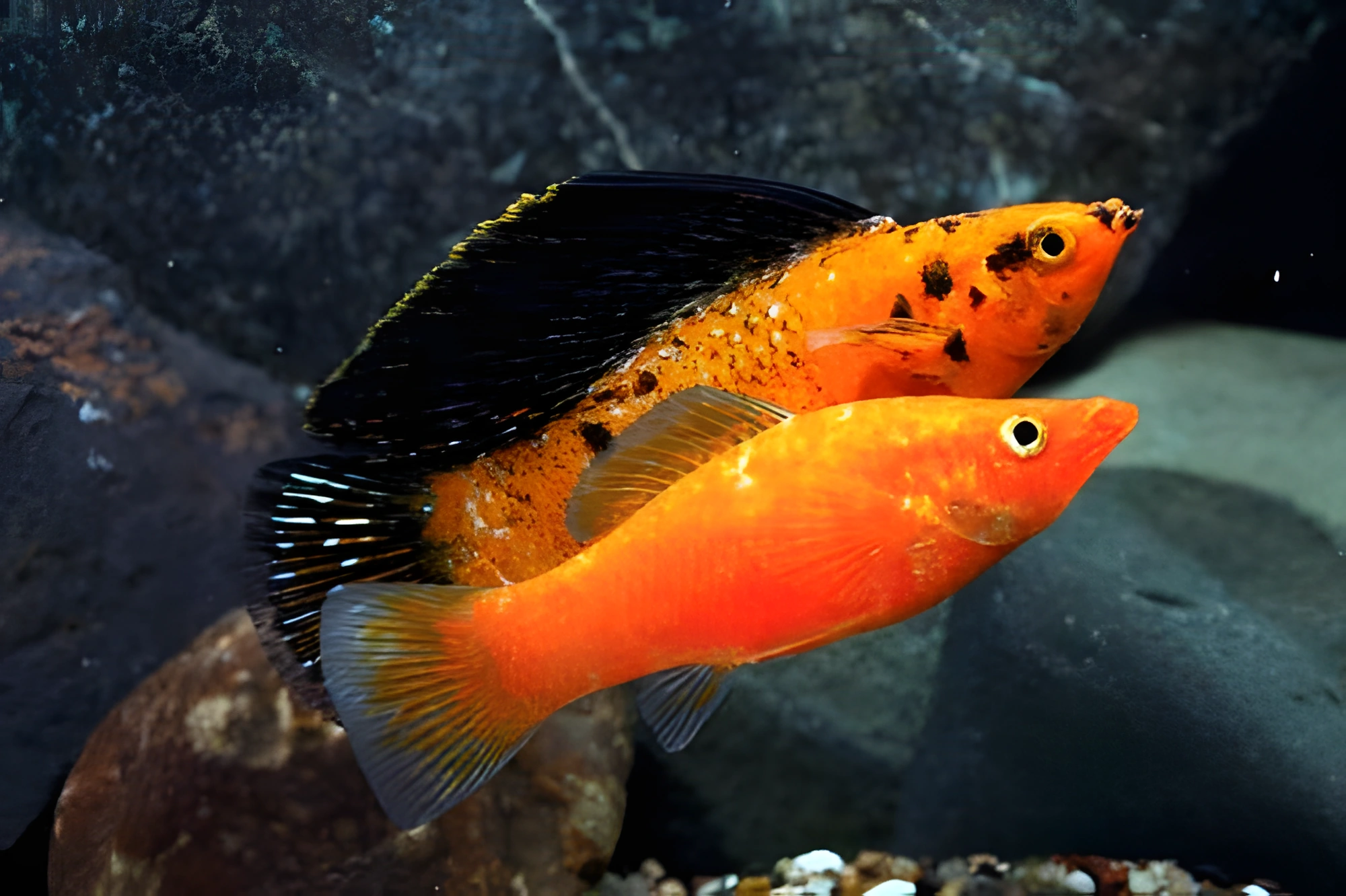 Fotografía del pez de acuario Molly velifera