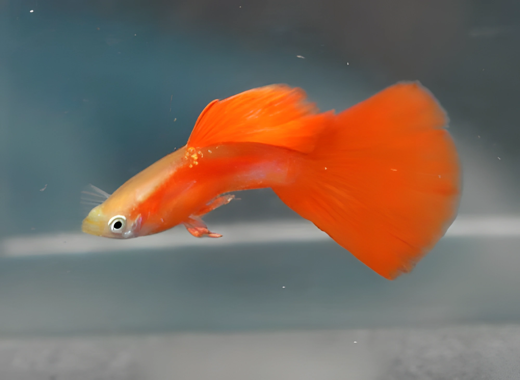 Fotografía del pez de acuario Guppy de Moscú