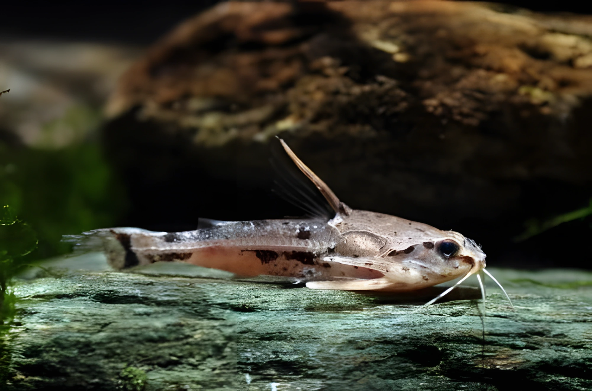 Fotografía del pez de acuario Pez gato mármol