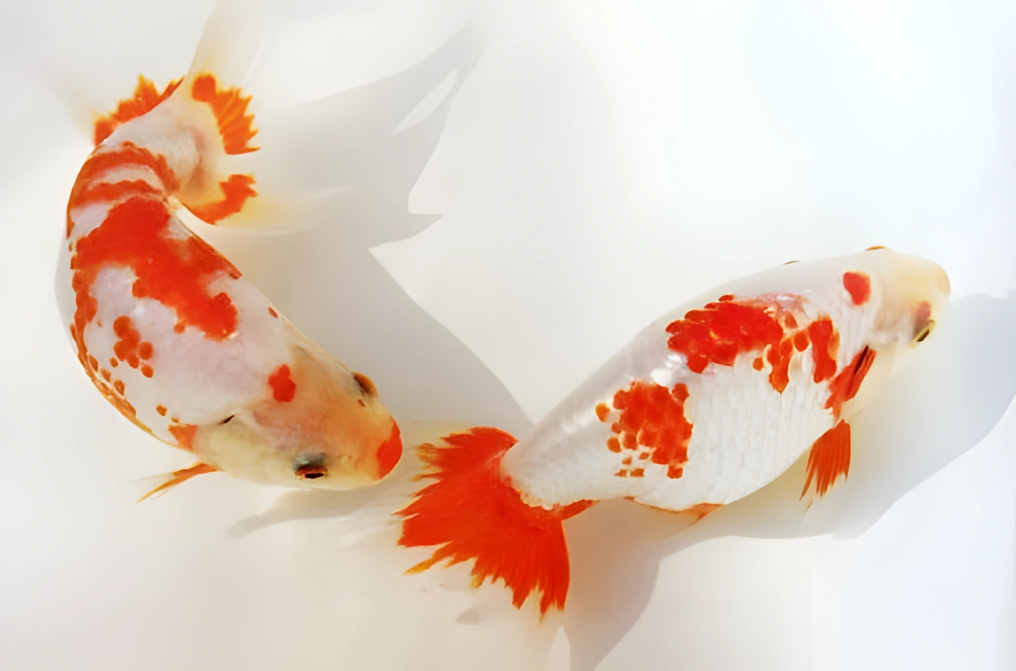 Fotografía del pez de acuario Nankín