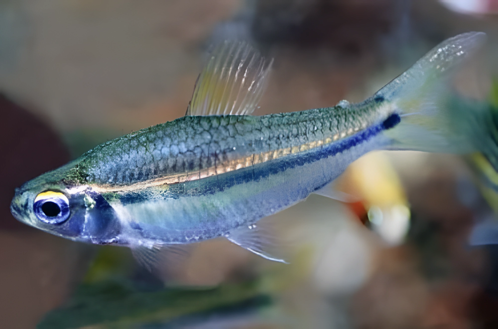 Fotografía del pez de acuario Nannaethiops de una banda