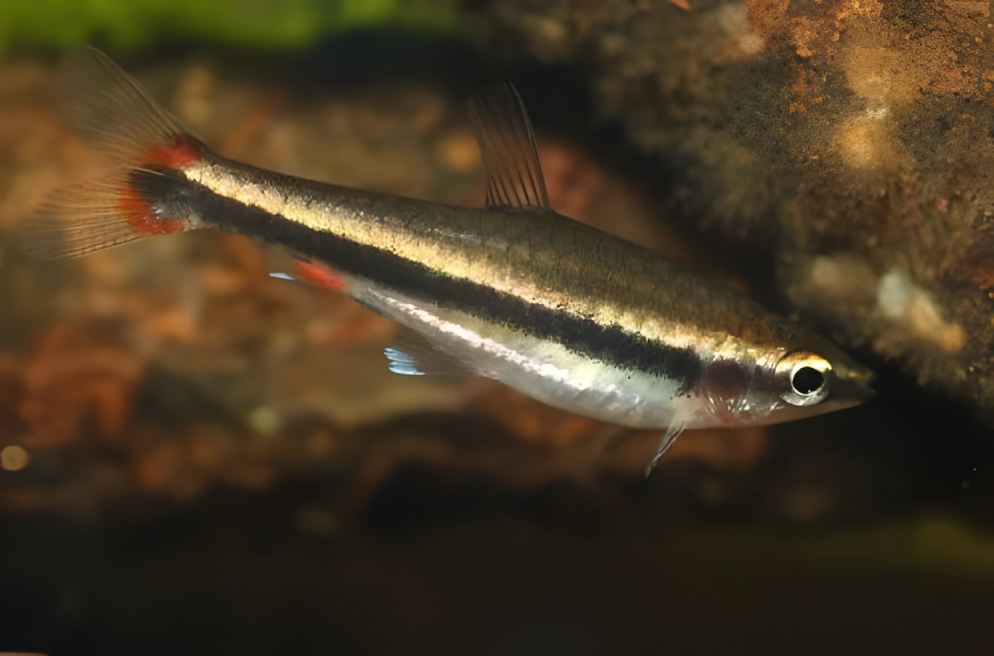 Fotografía del pez de acuario Nannostomus beckfordi