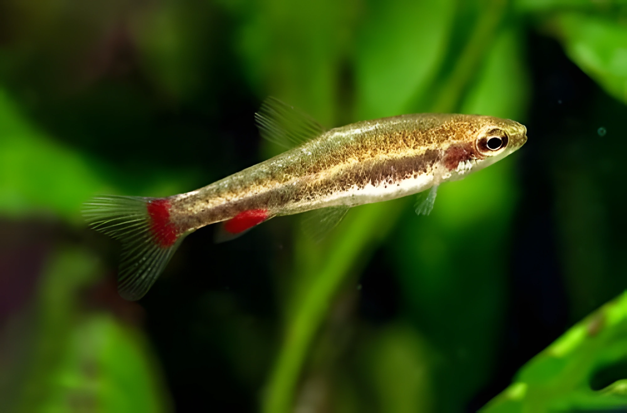 Fotografía del pez de acuario Nannostomus anduzei