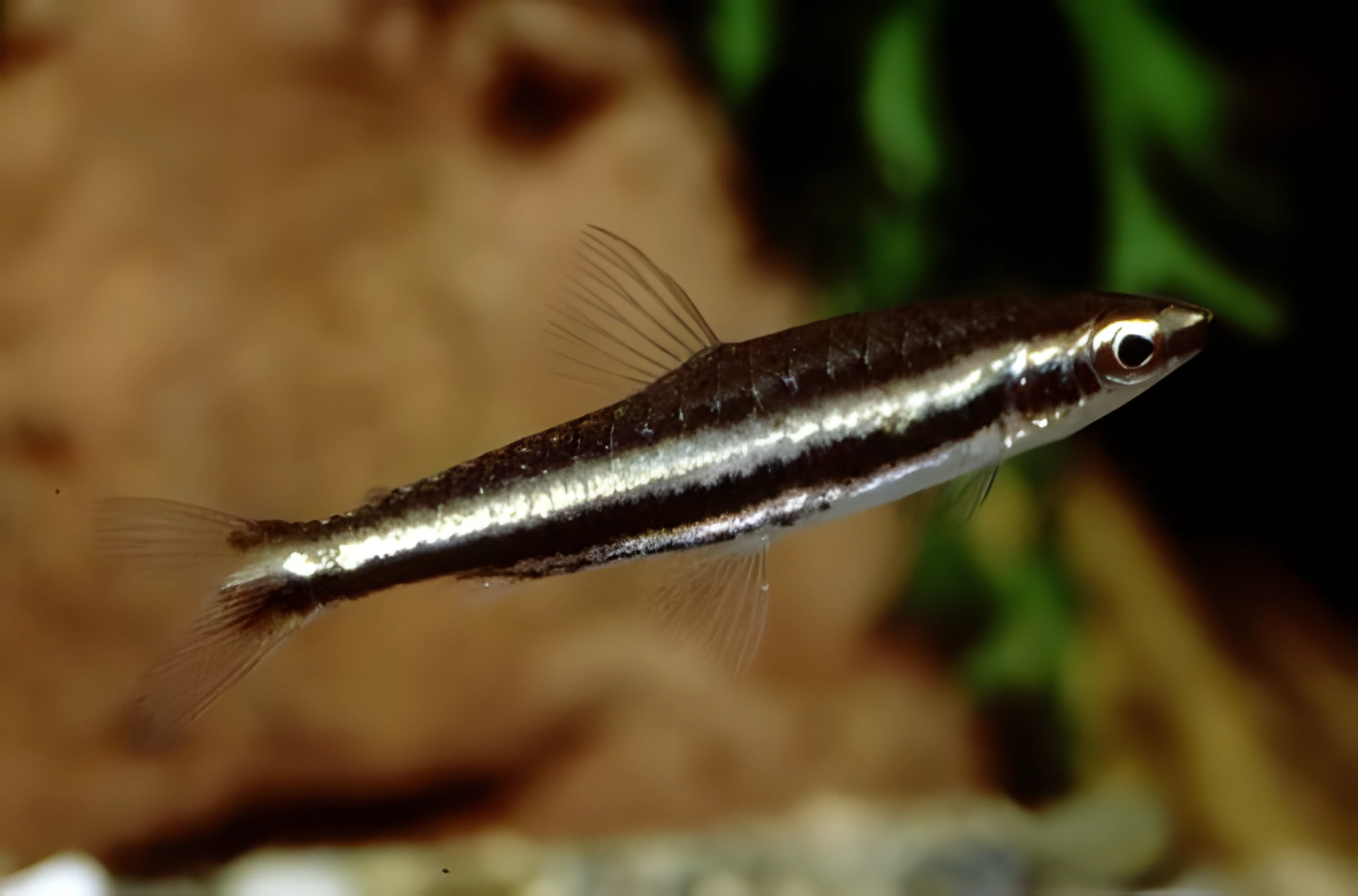 Fotografía del pez de acuario Nannostomus de dos franjas