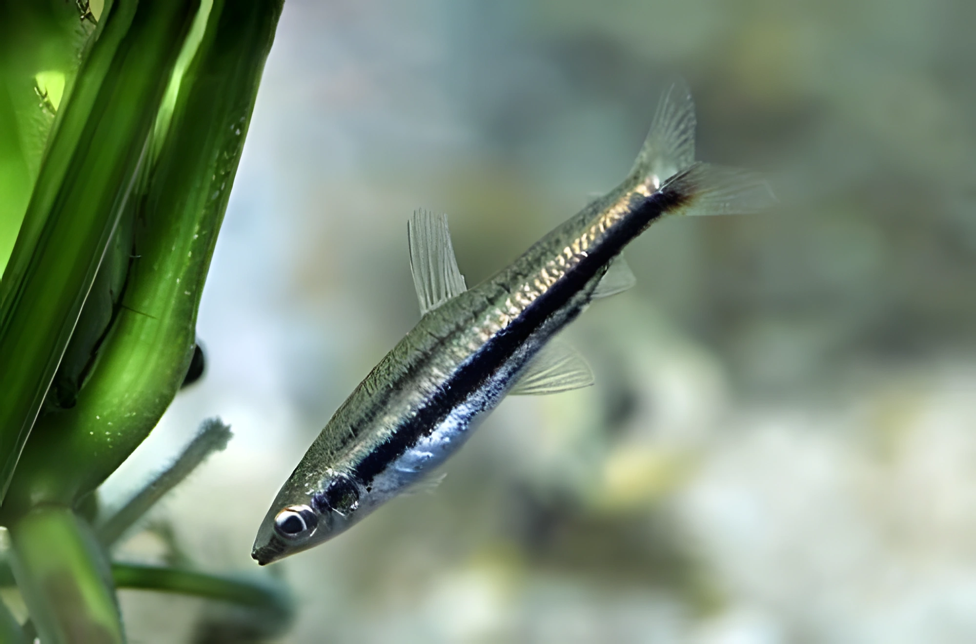 Fotografía del pez de acuario Nannostomus de Marilyn