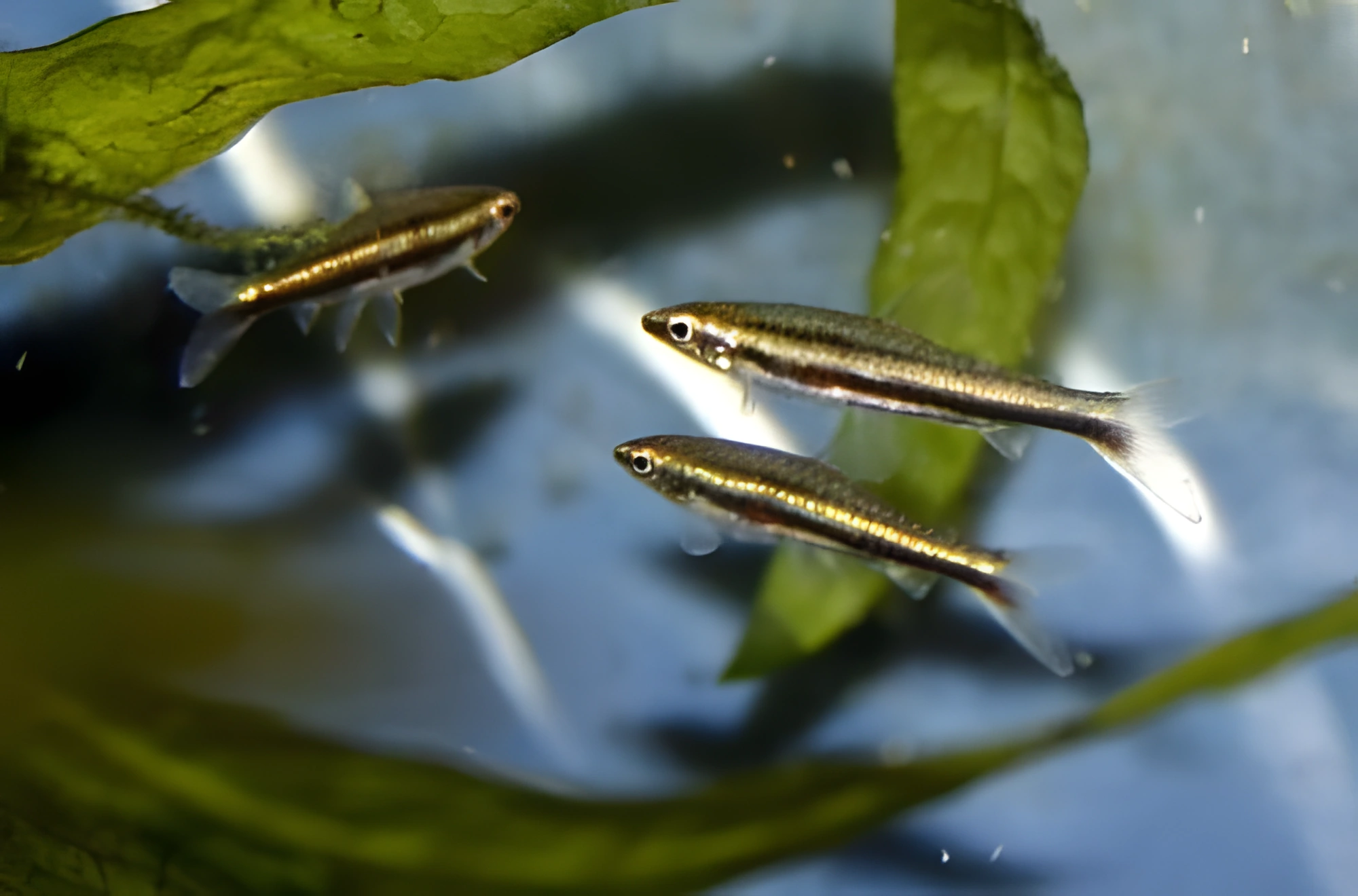 Fotografía del pez de acuario Nannostomus minimus