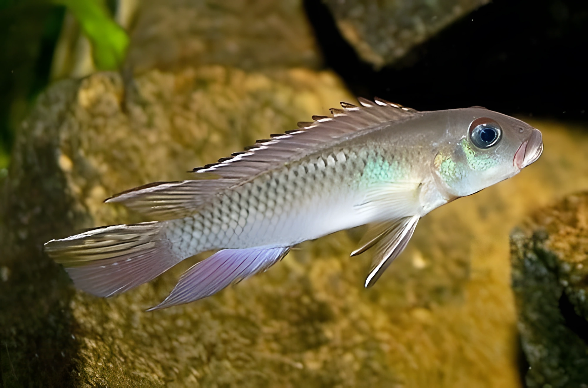 Fotografía del pez de acuario Nanochromis brillante