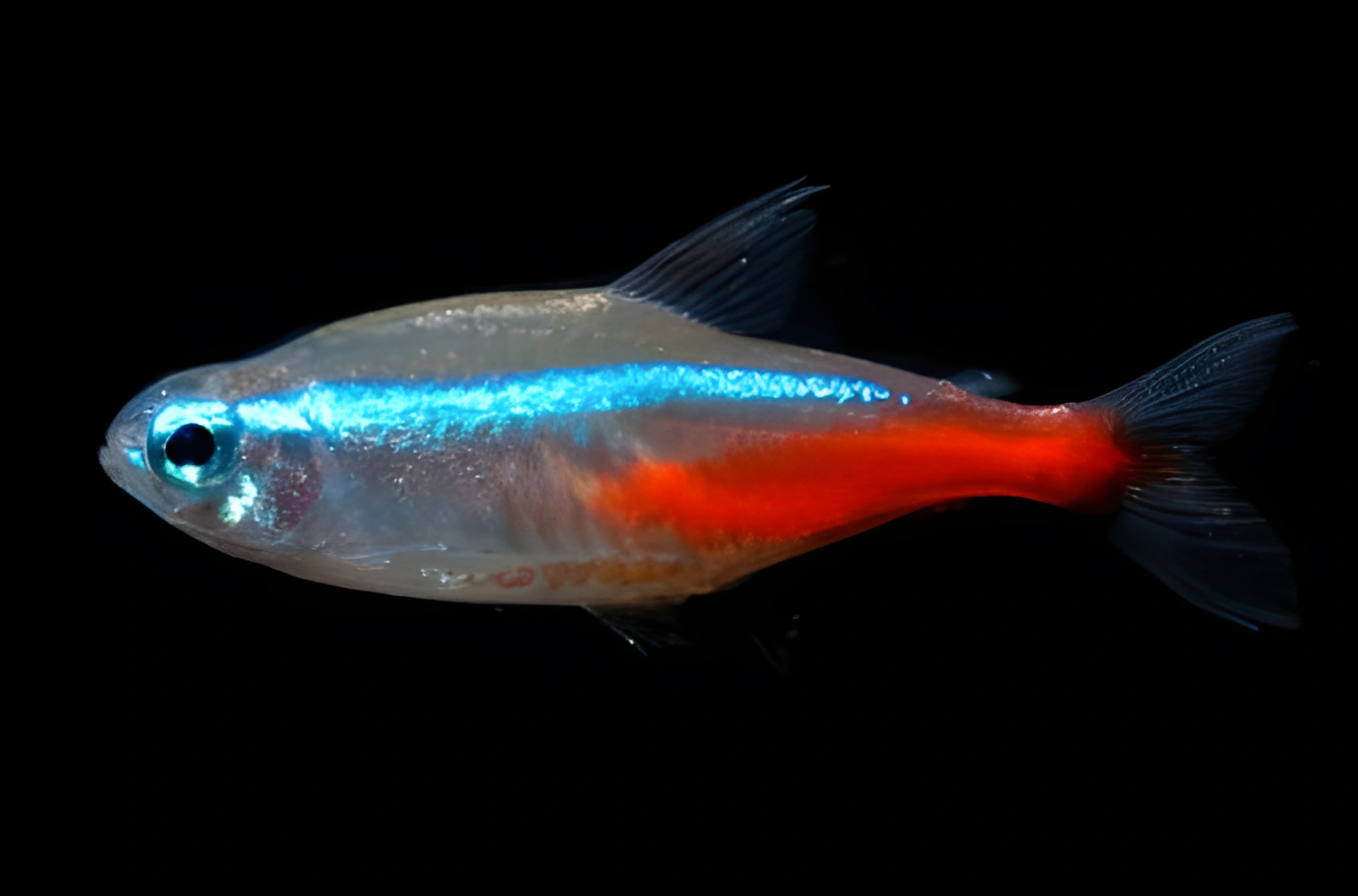 Photo of aquarium fish Neon Tetra