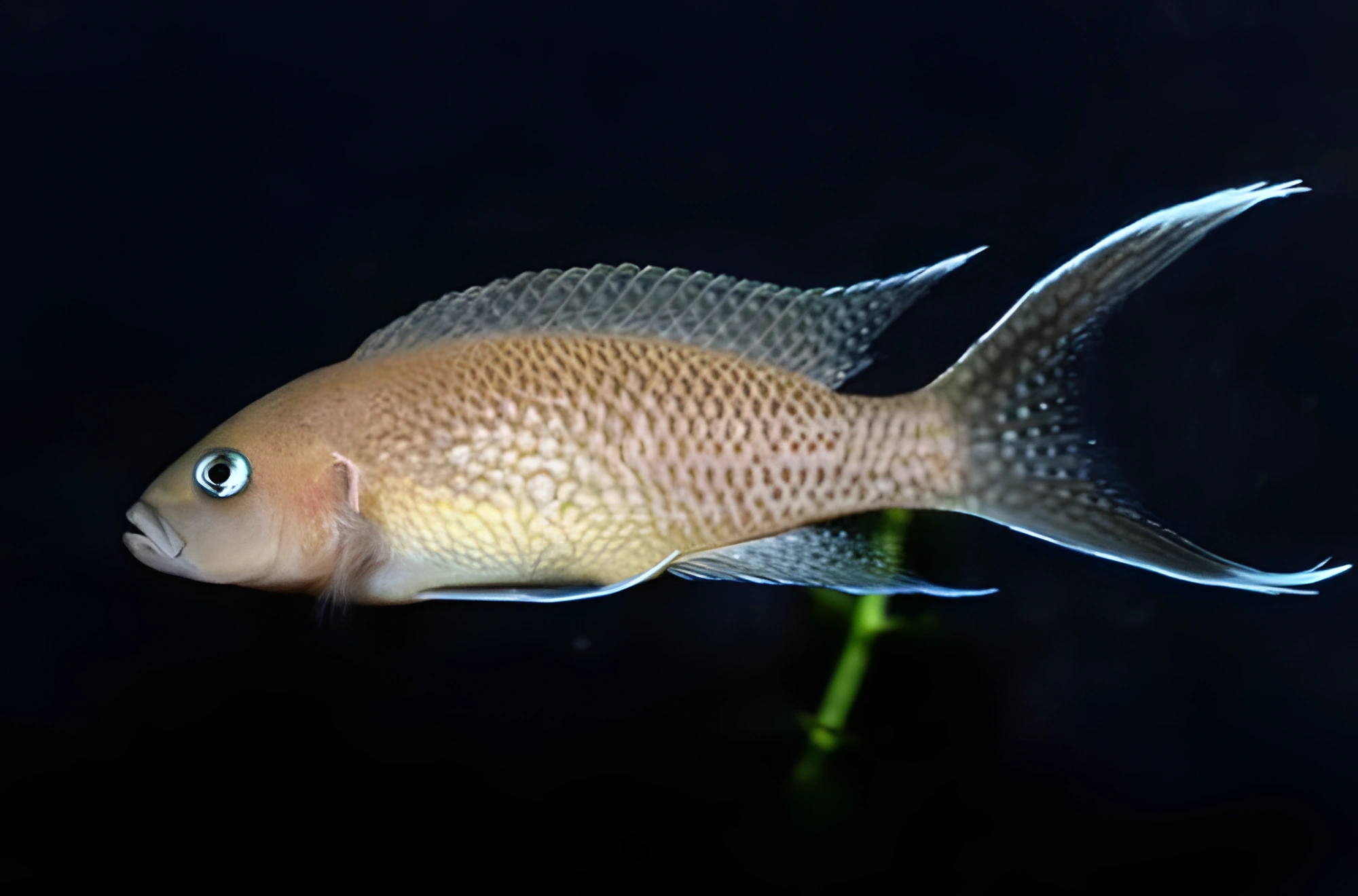 Fotografía del pez de acuario Cíclido princesa