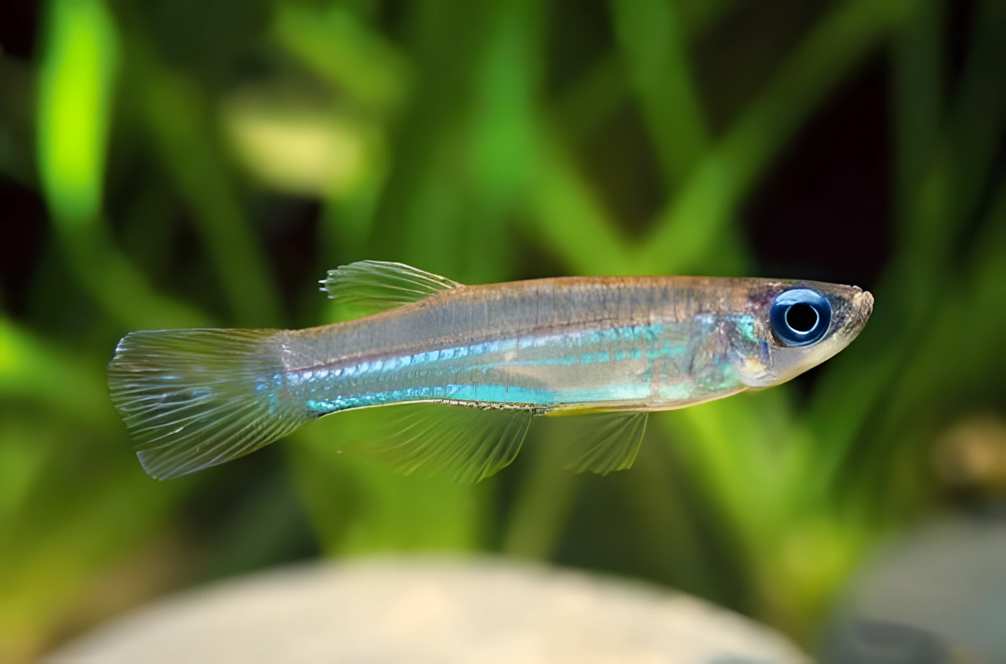 Fotografía del pez de acuario Ojo de lámpara neón