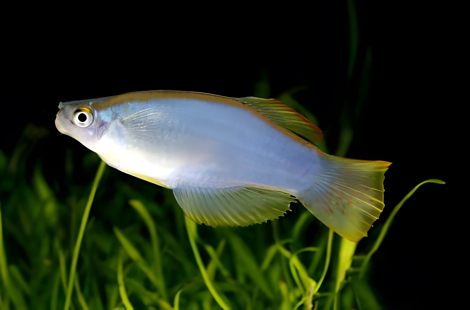Fotografía del pez de acuario Lampeye Nigeriano