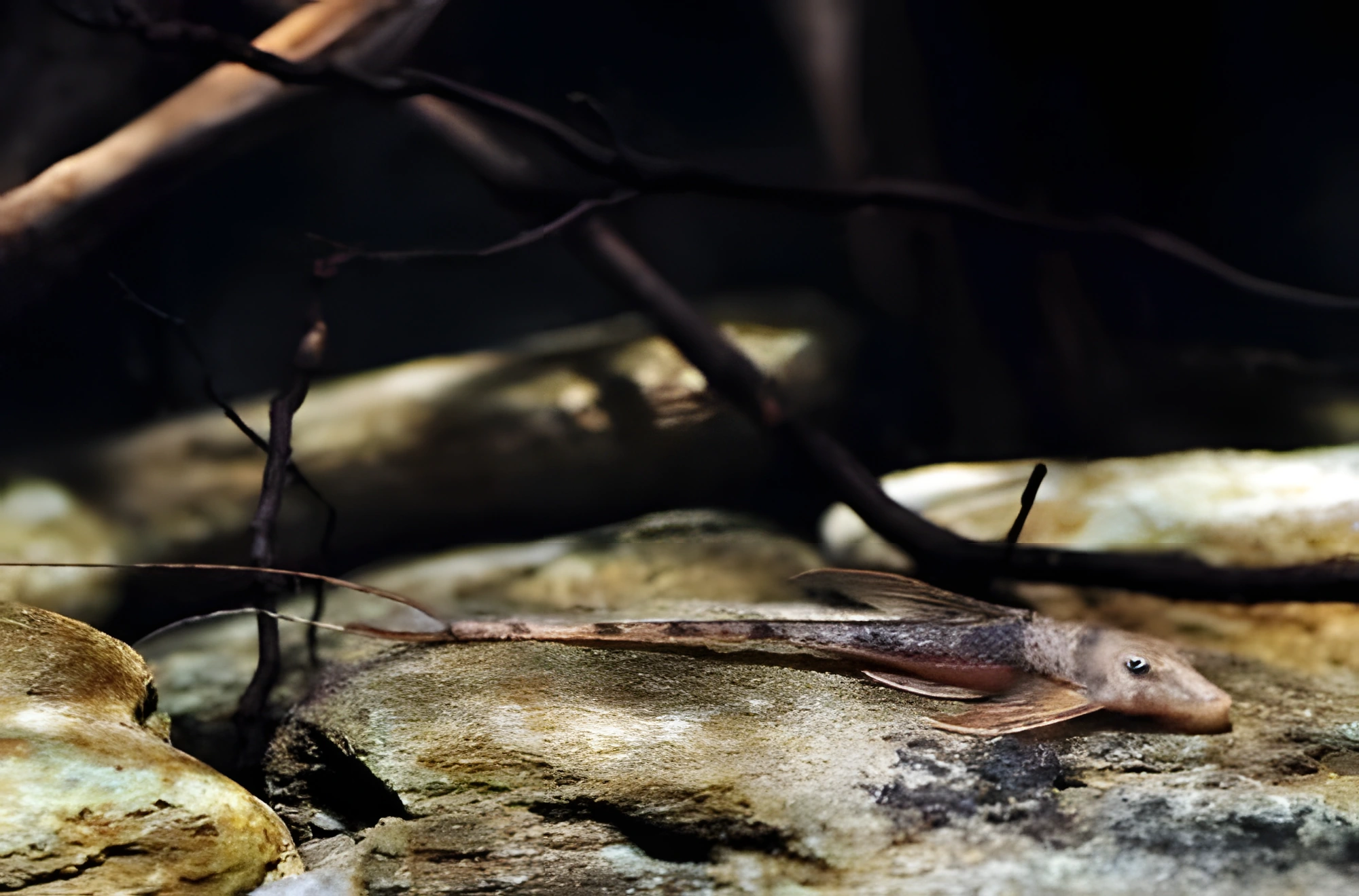 Fotografía del pez de acuario Pez gato filamentoso