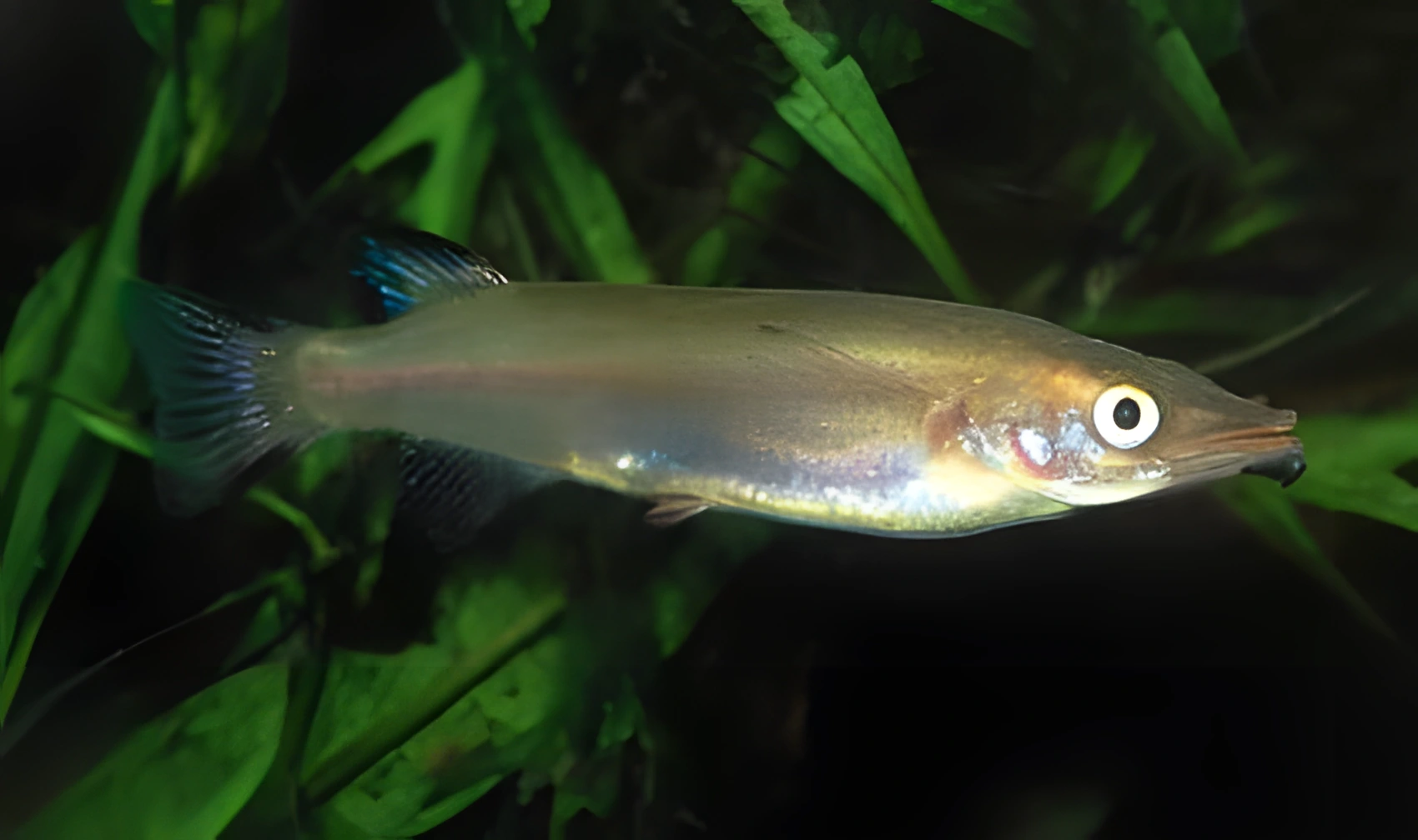 Fotografía del pez de acuario Pez medio pico de Brembach