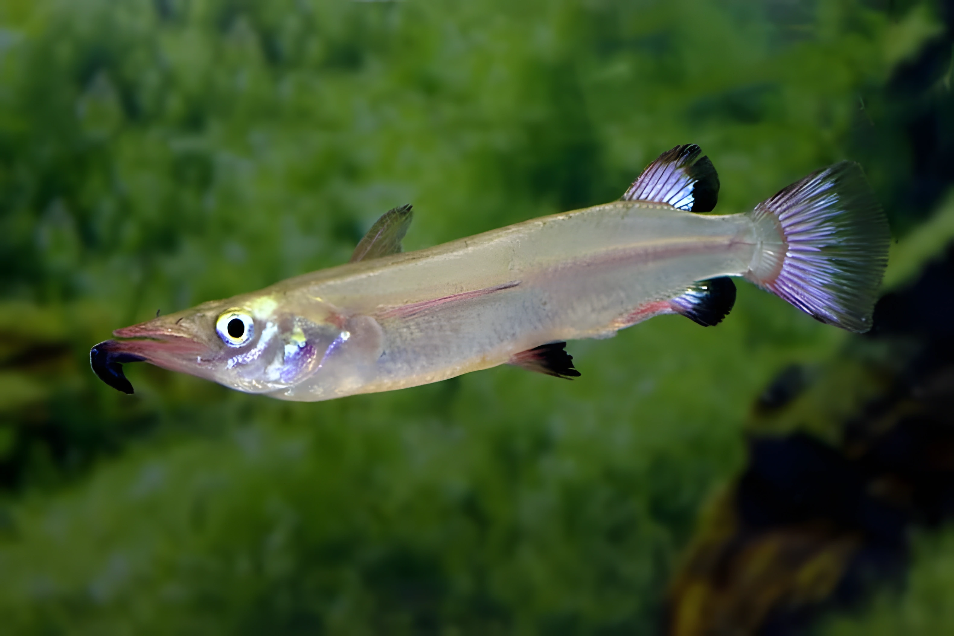Fotografía del pez de acuario Nomorhamphus liemi