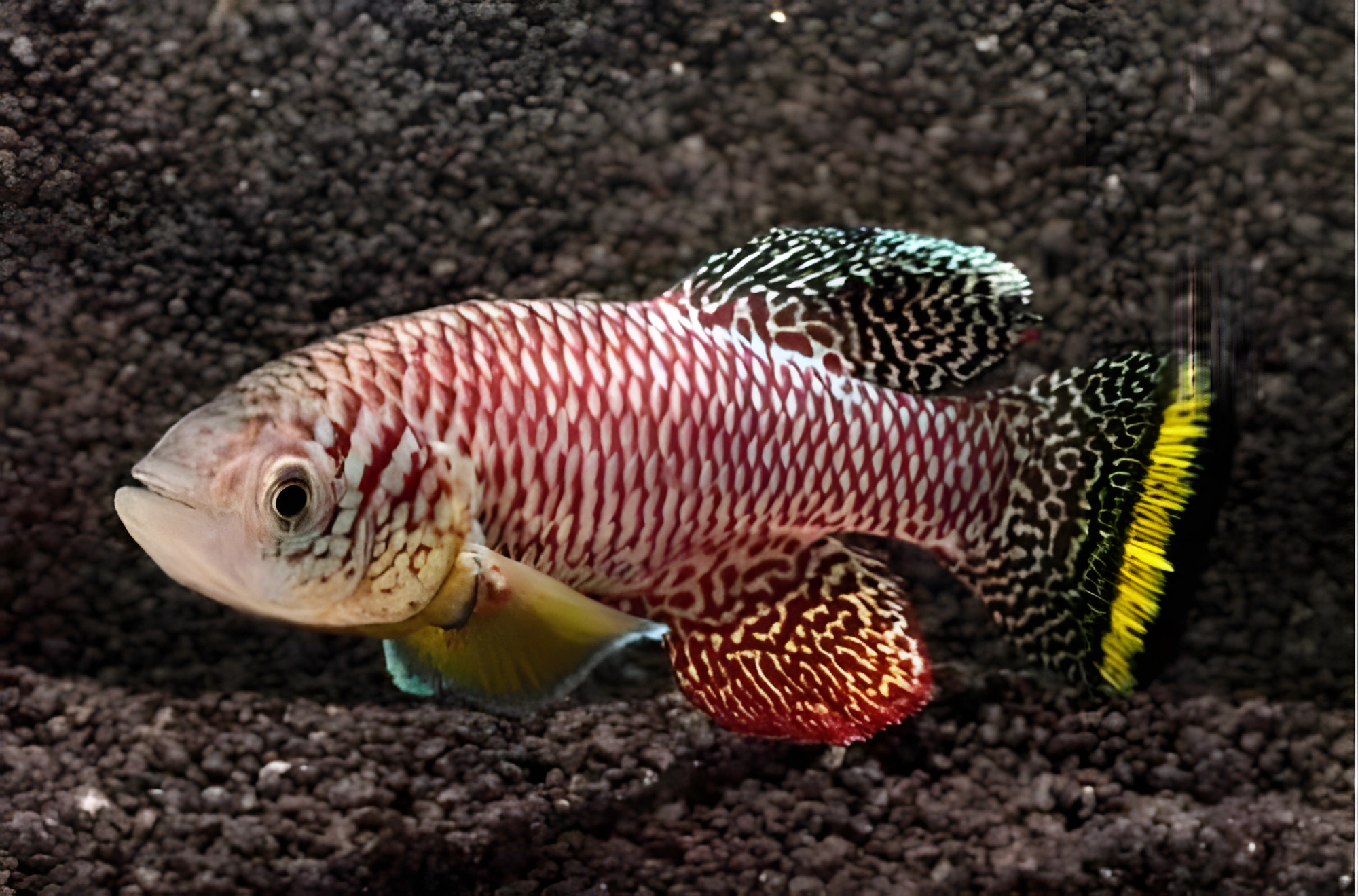 Fotografía del pez de acuario Nothobranchius furzeri
