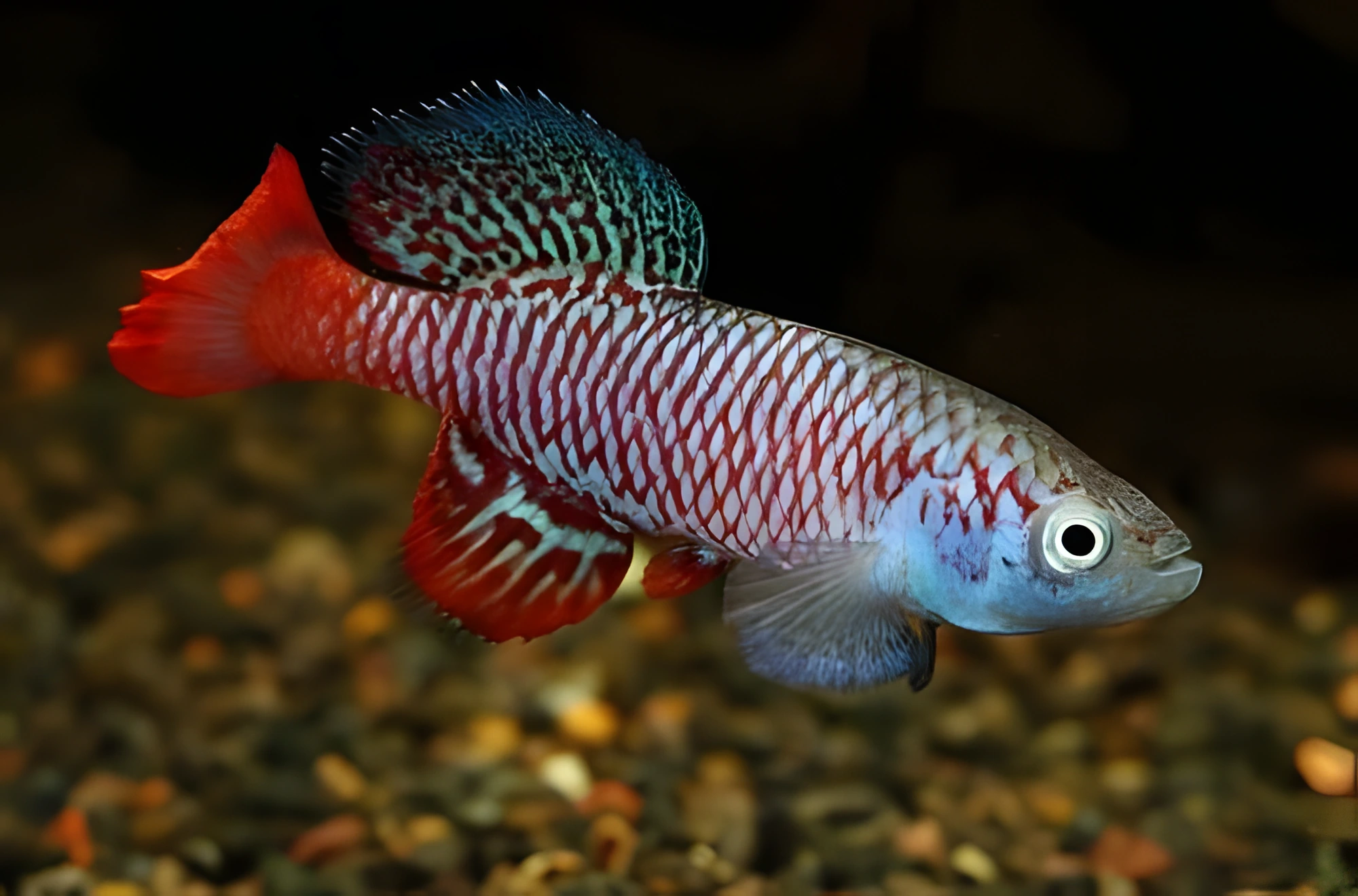 Fotografía del pez de acuario Nothobranchius kirki