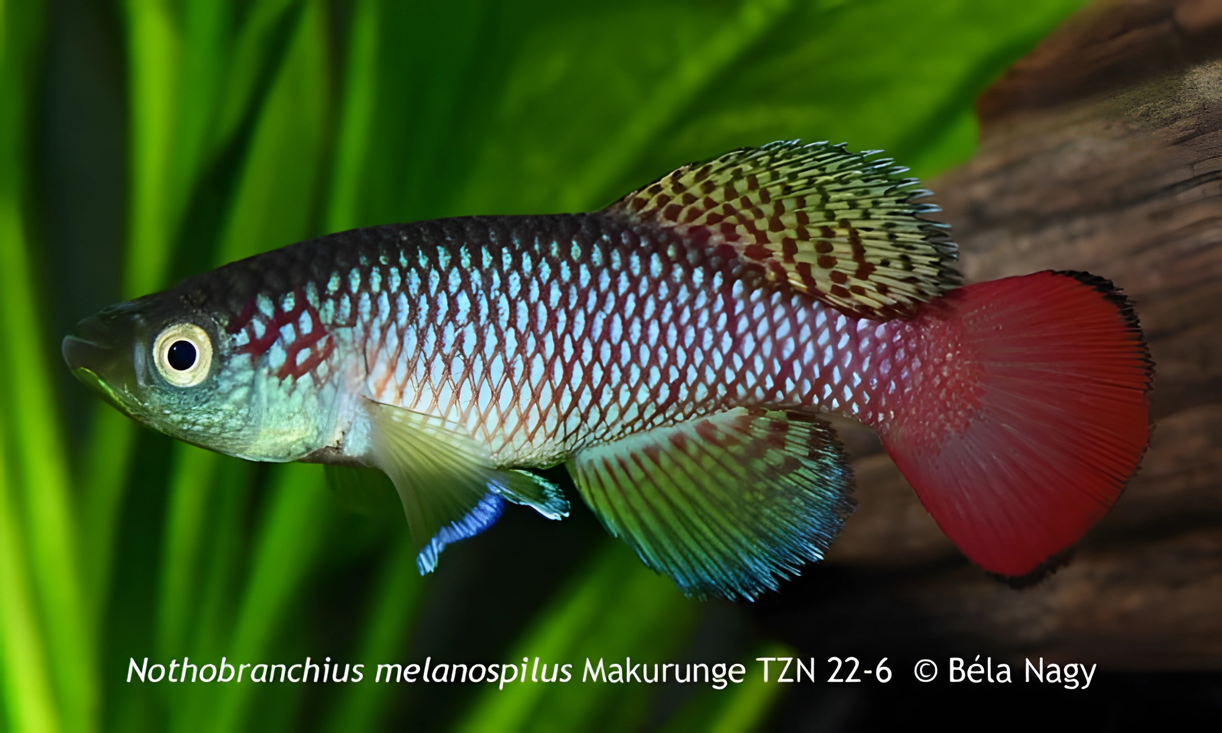 Fotografía del pez de acuario Nothobranchius melanospilus