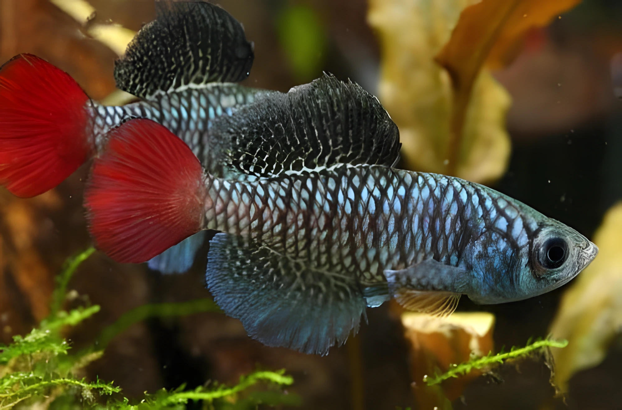 Fotografía del pez de acuario Nothobranchius patrizii