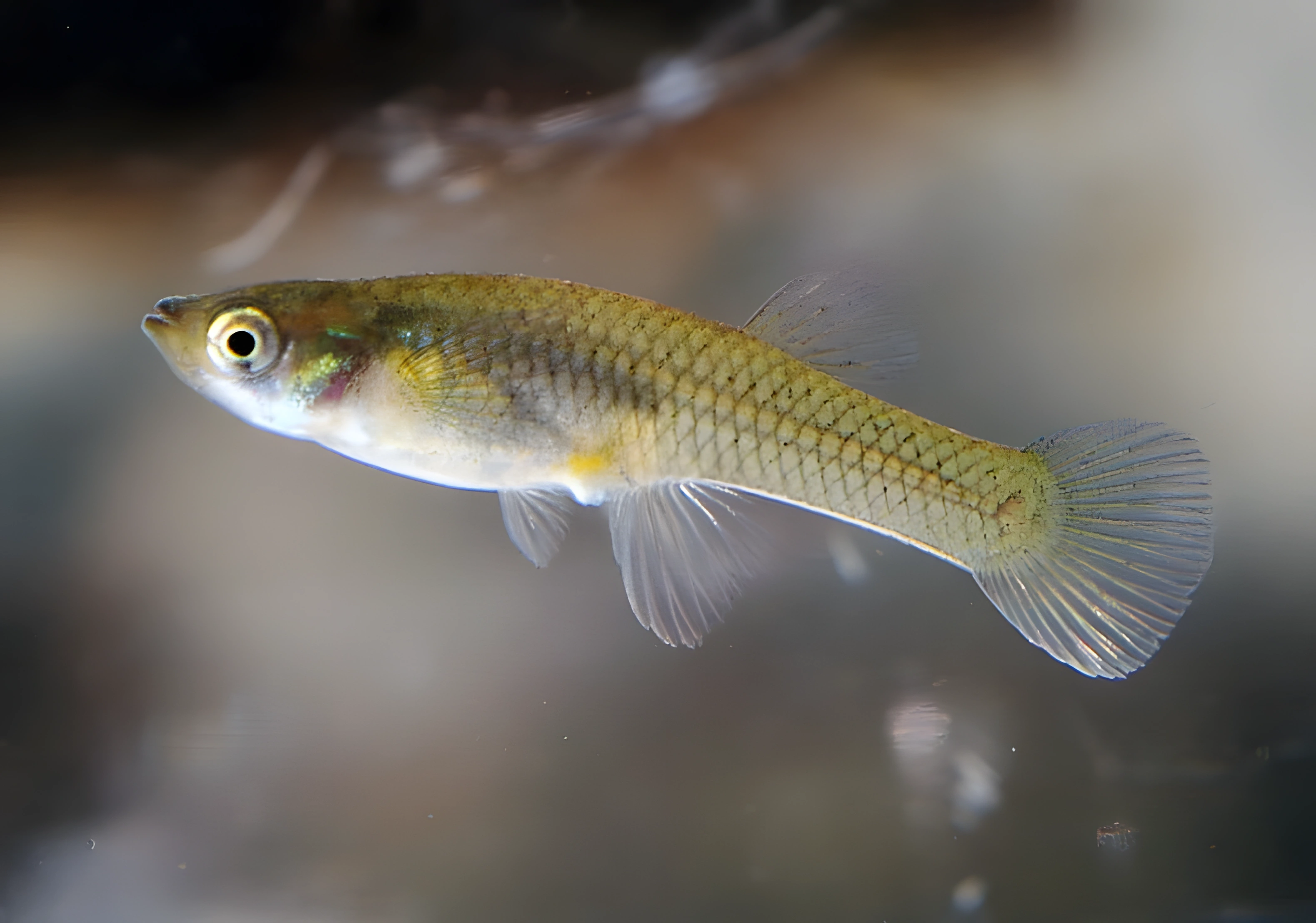 Fotografía del pez de acuario Gambusia común