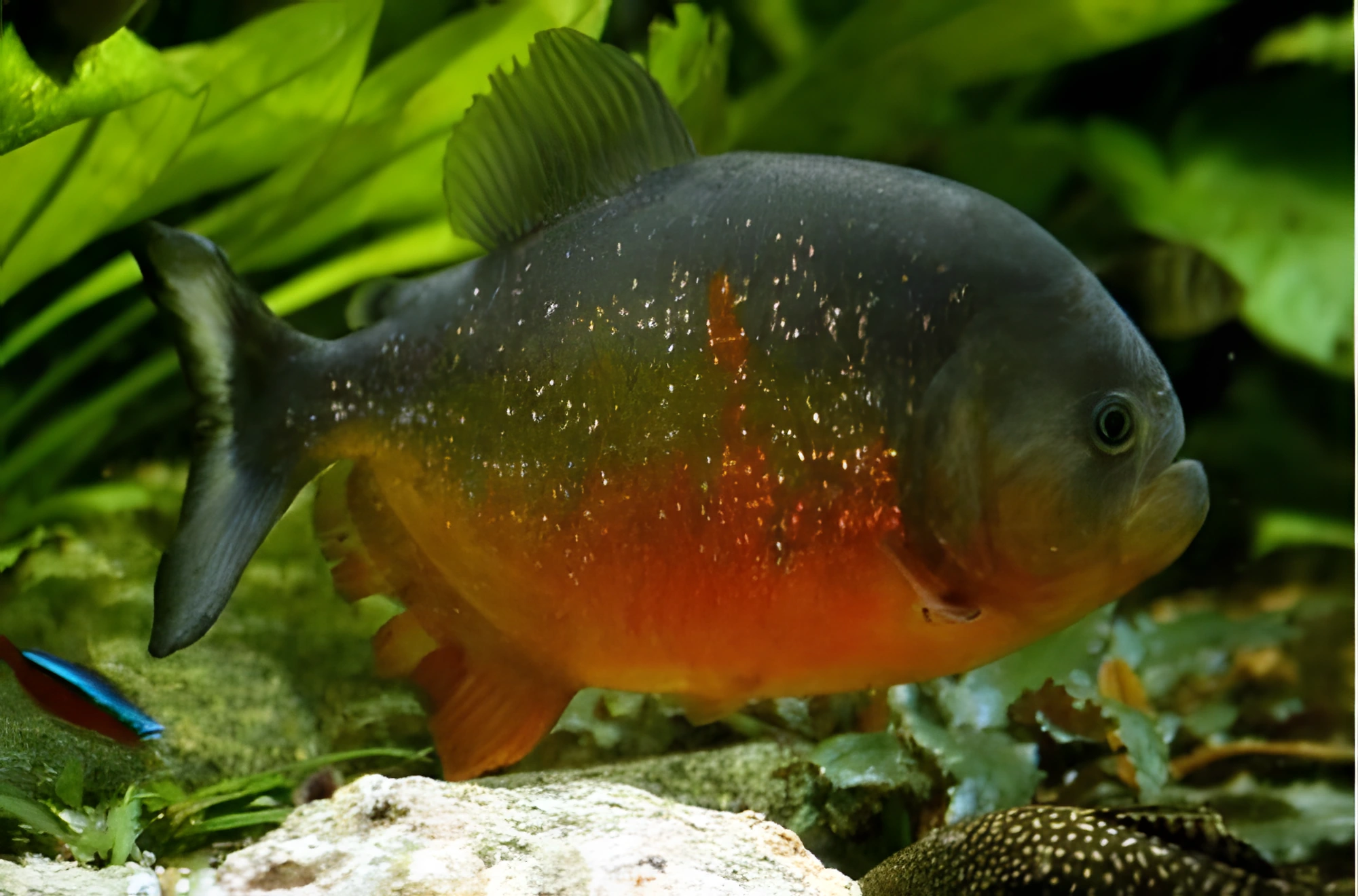Fotografía del pez de acuario Piraña común