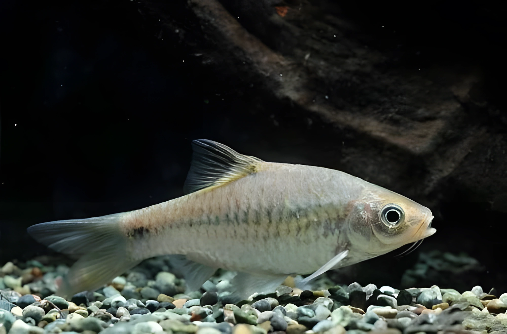 Fotografía del pez de acuario Barbo común