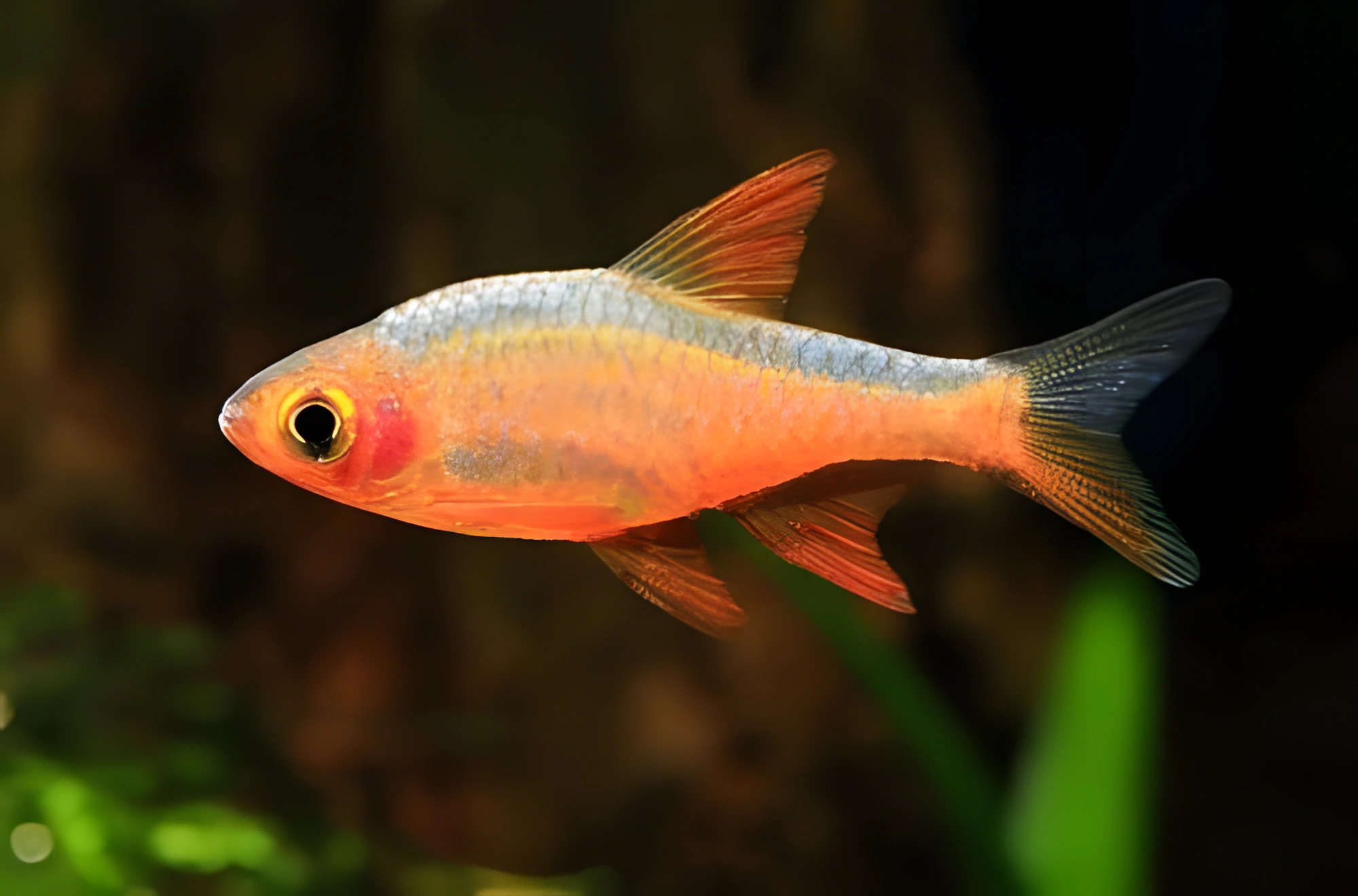 Fotografía del pez de acuario Rasbora de Fuego
