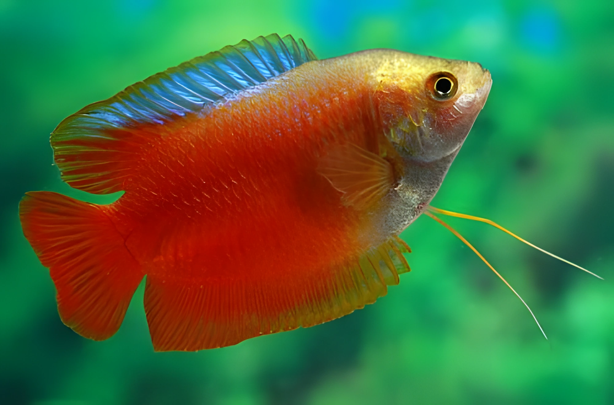 Fotografía del pez de acuario Gurami Fuego