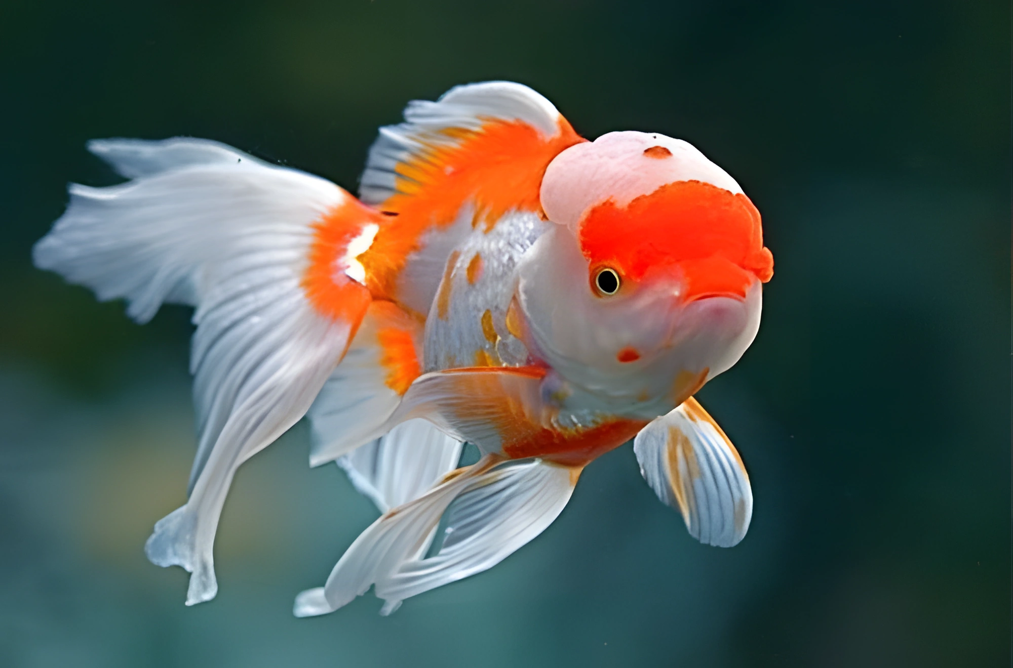 Fotografía del pez de acuario Oranda