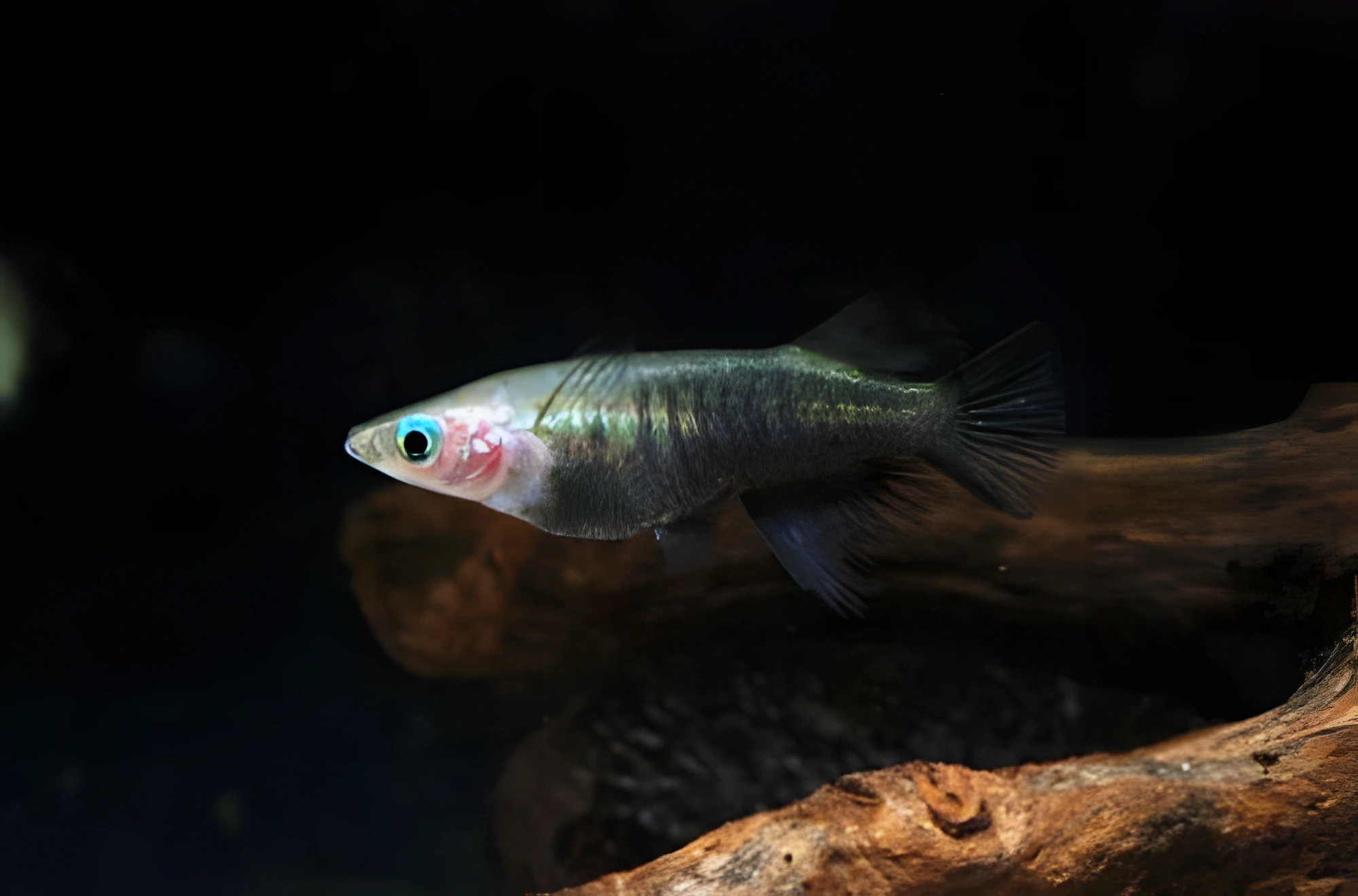 Fotografía del pez de acuario Oryzias eversi