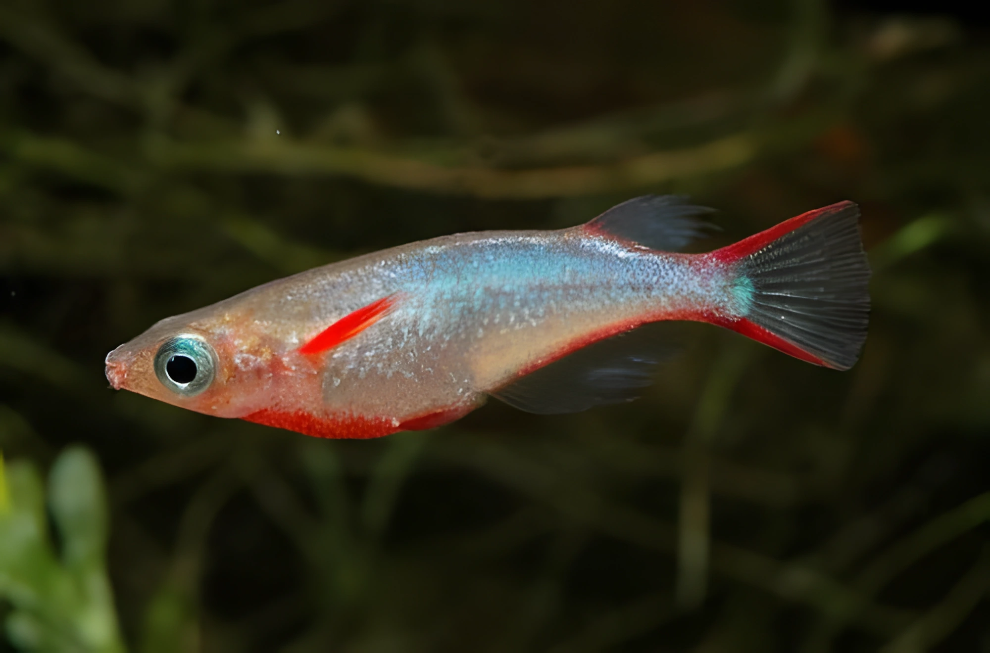 Fotografía del pez de acuario Oryzias woworae