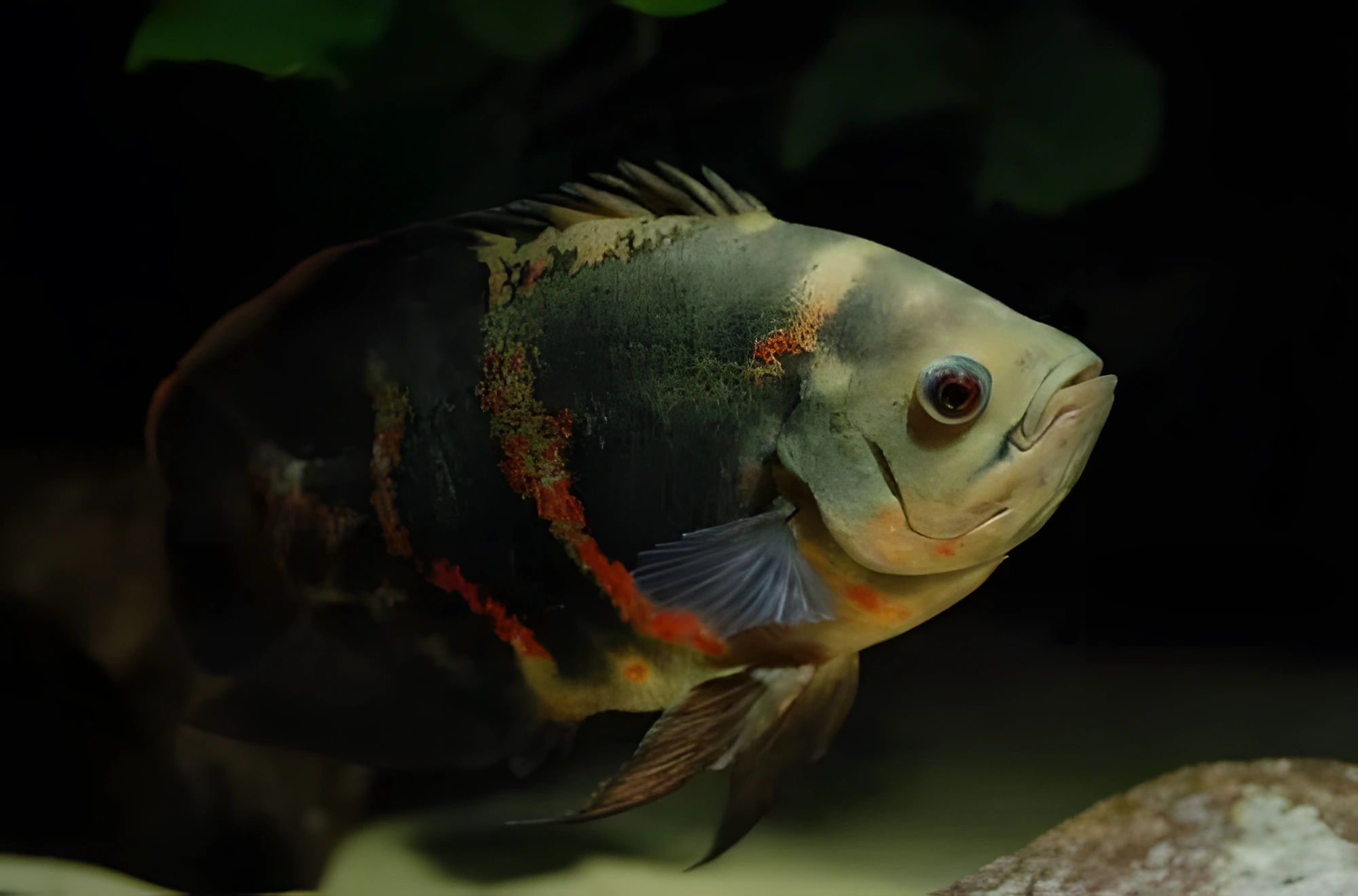 Photo of aquarium fish Oscar Cichlid