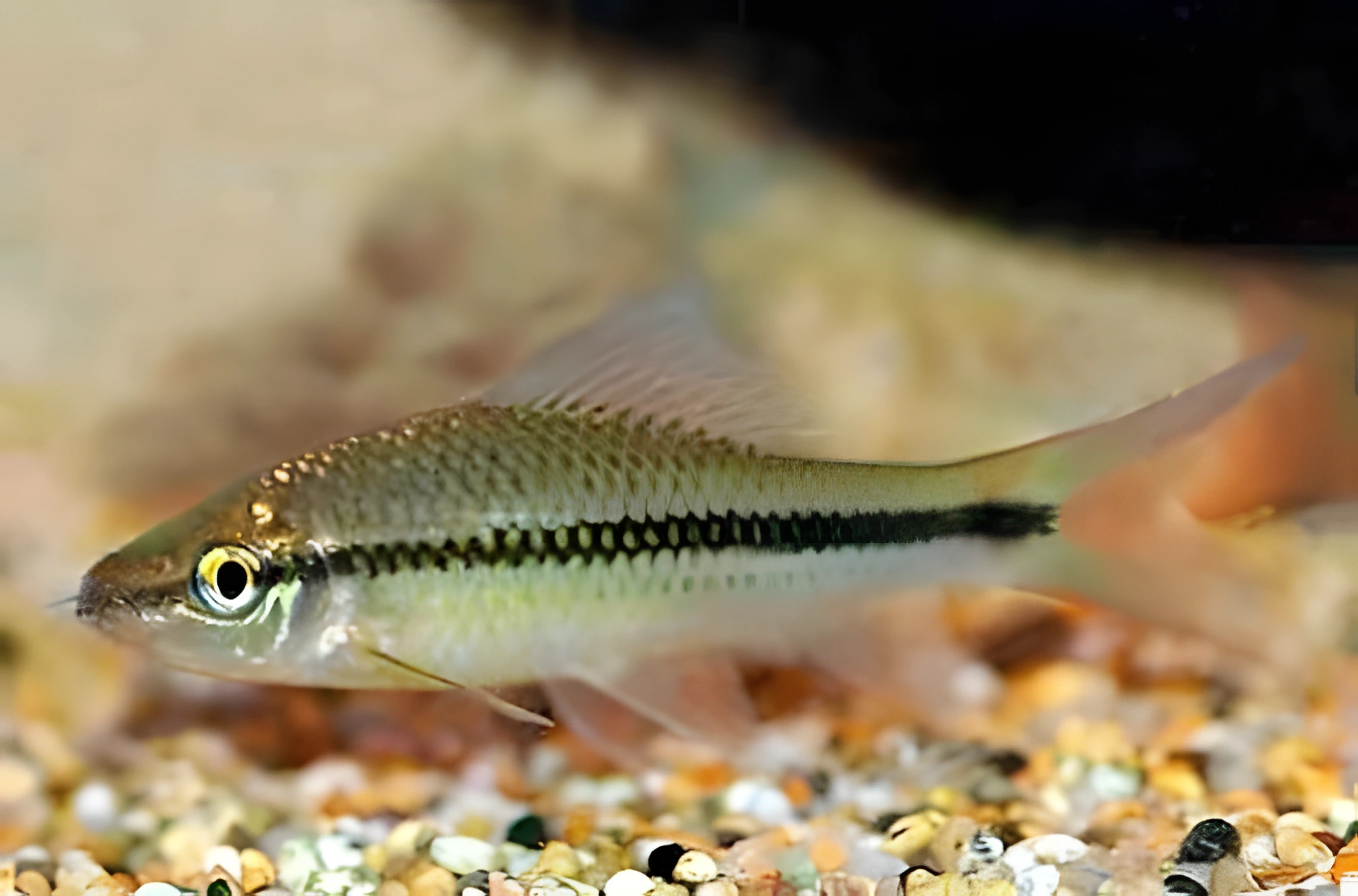 Fotografía del pez de acuario Osteochilus