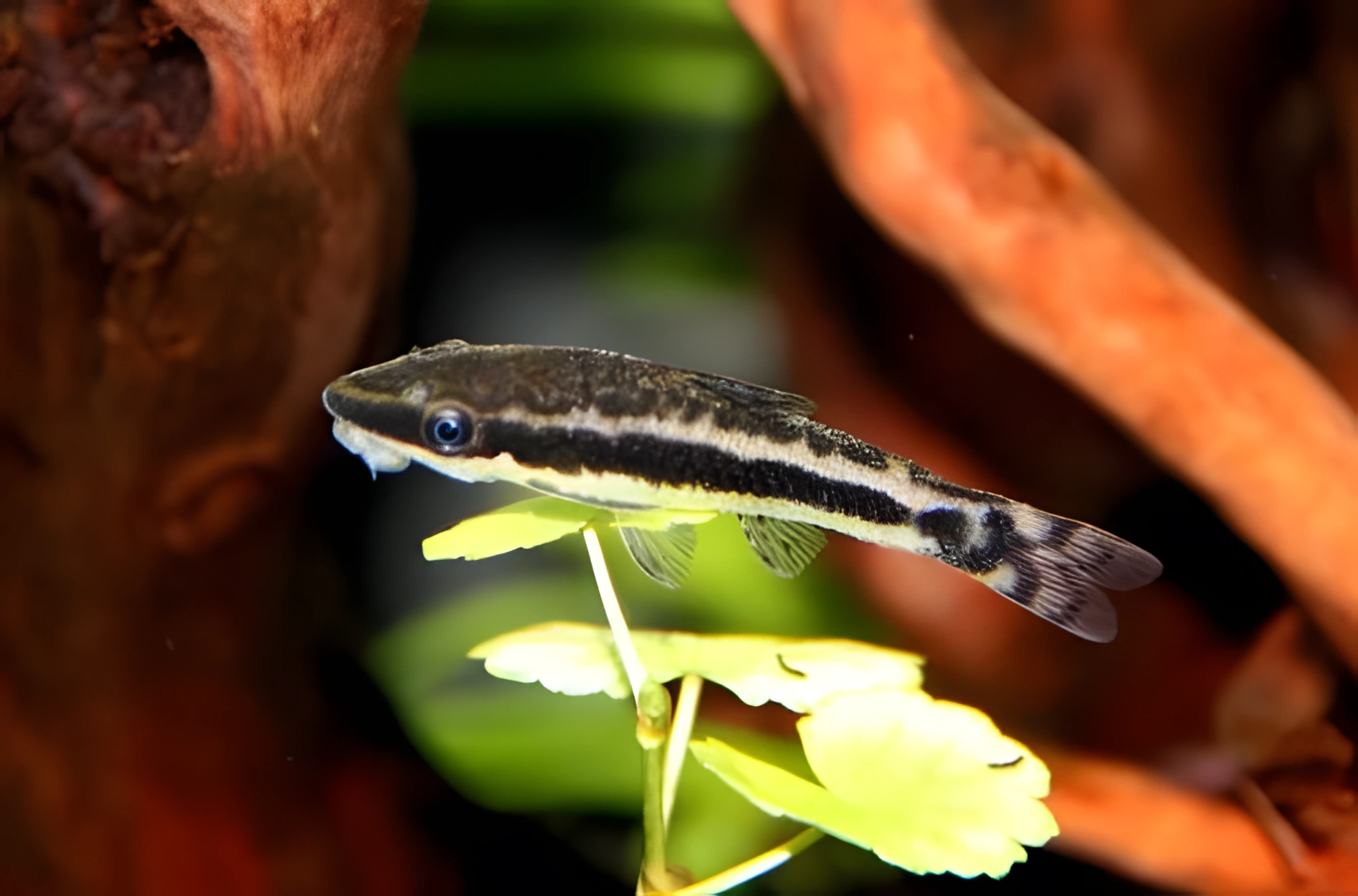 Fotografía del pez de acuario Otocinclus affinis