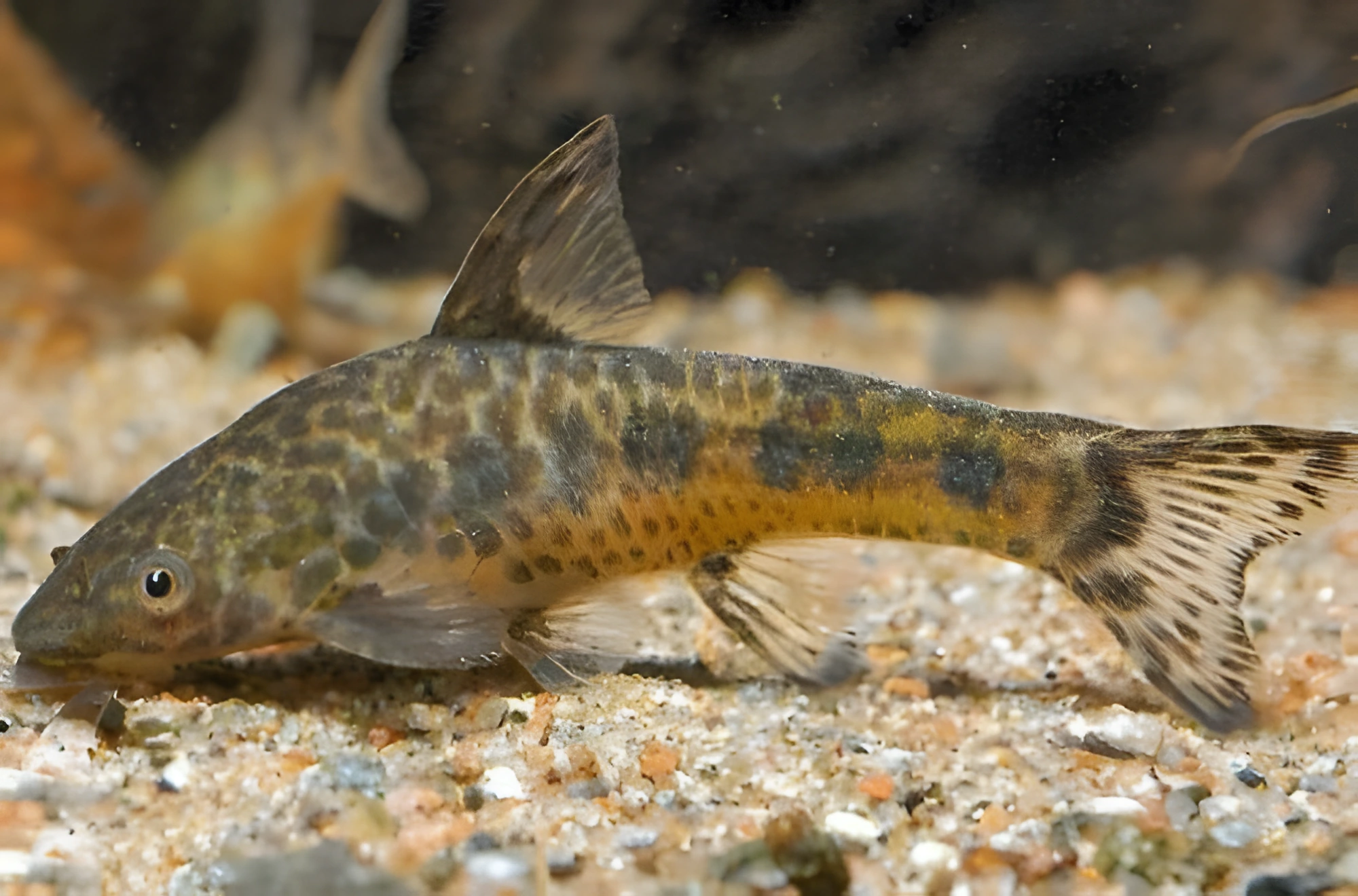 Fotografía del pez de acuario Otocinclus moteado