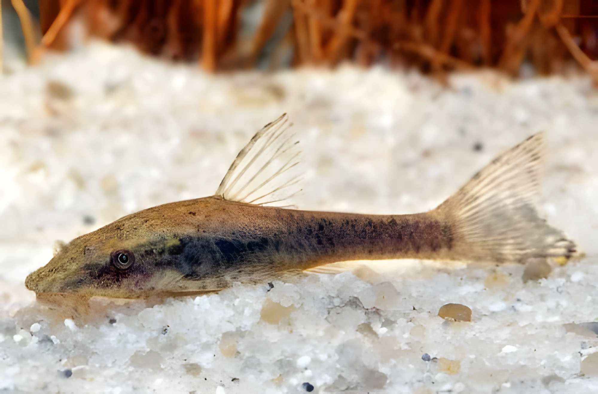 Fotografía del pez de acuario Otocinclus negros
