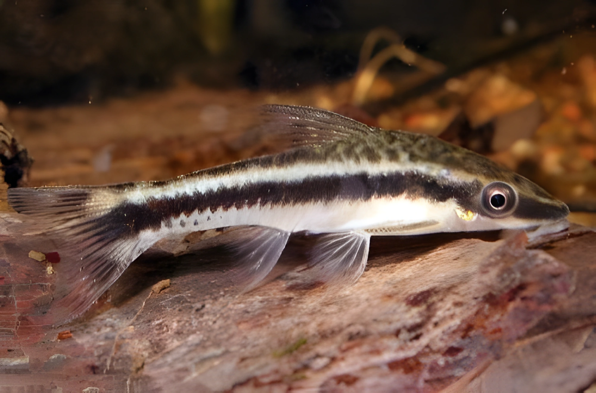 Fotografía del pez de acuario Otocinclus enano