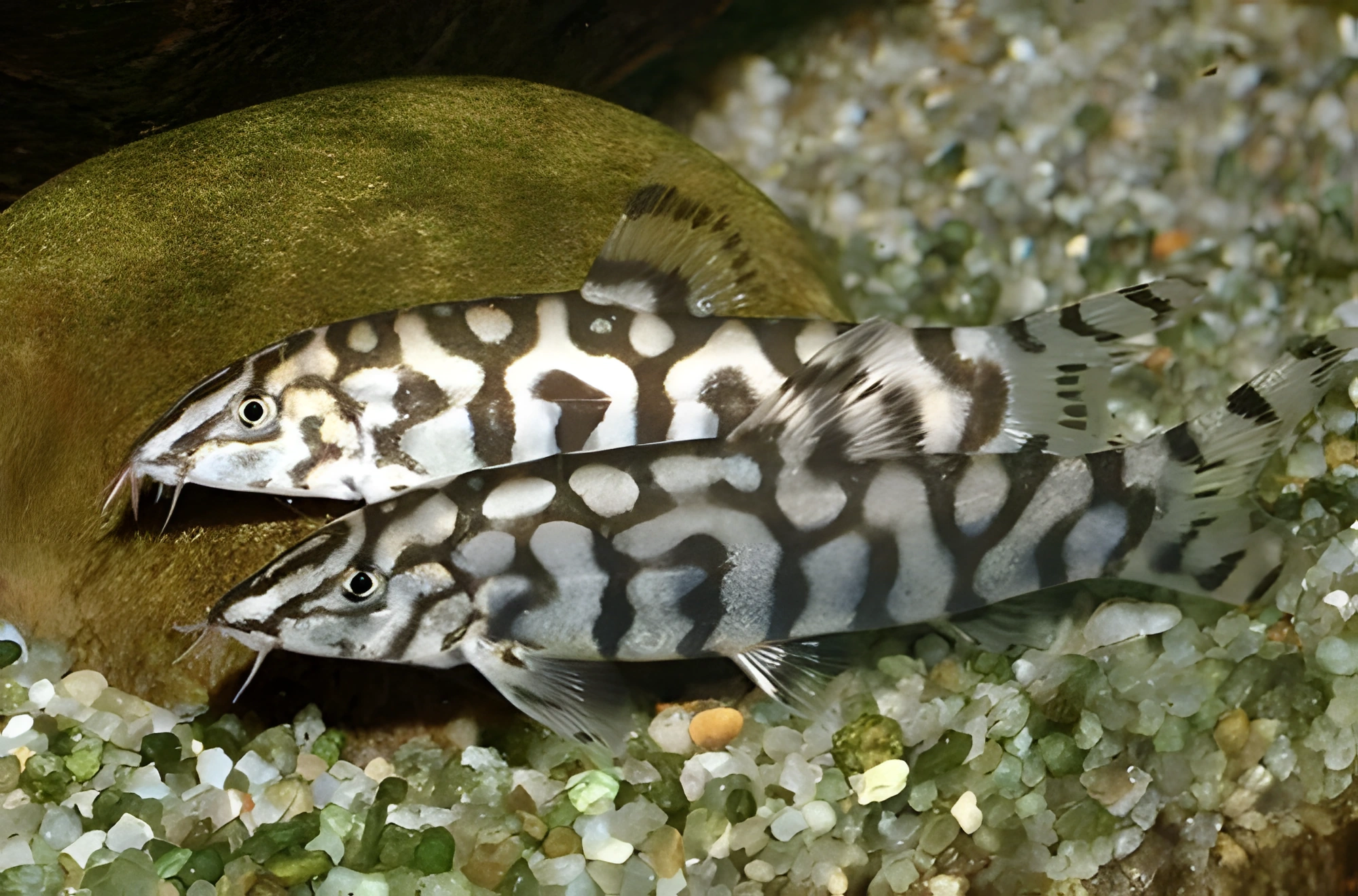 Fotografía del pez de acuario Botia paquistaní