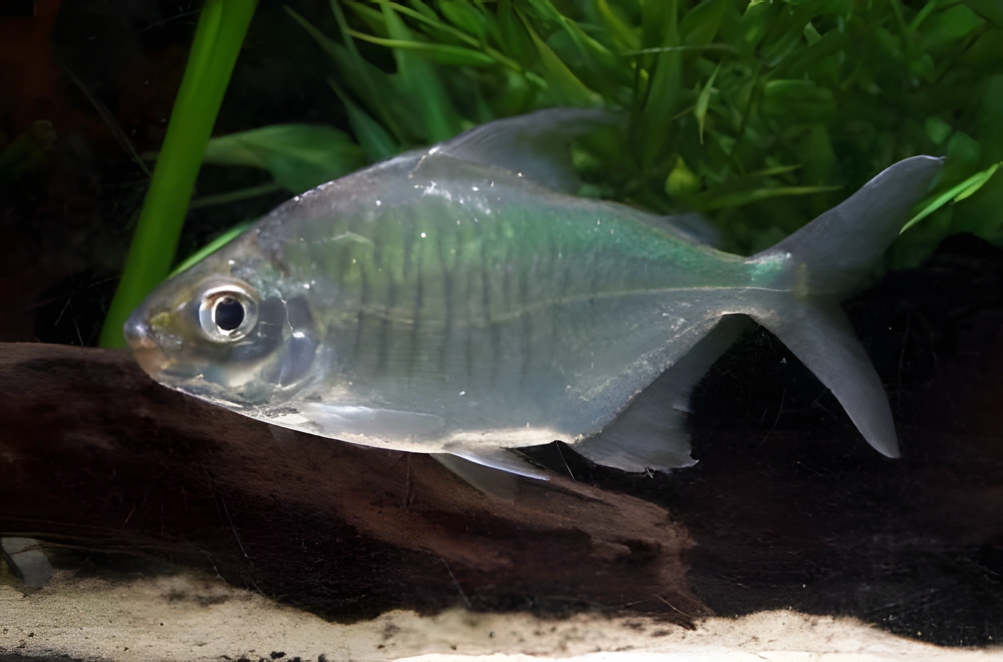 Fotografía del pez de acuario Pacú oveja