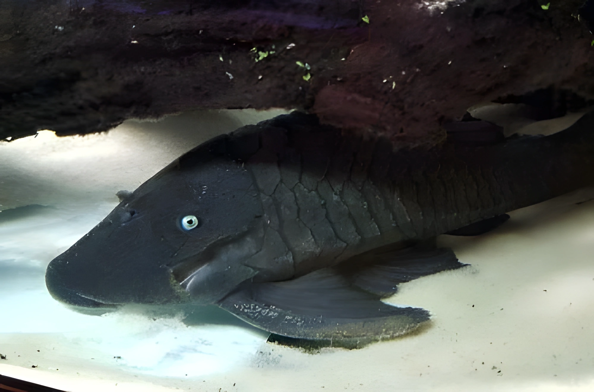 Fotografía del pez de acuario Panaque de ojos azules