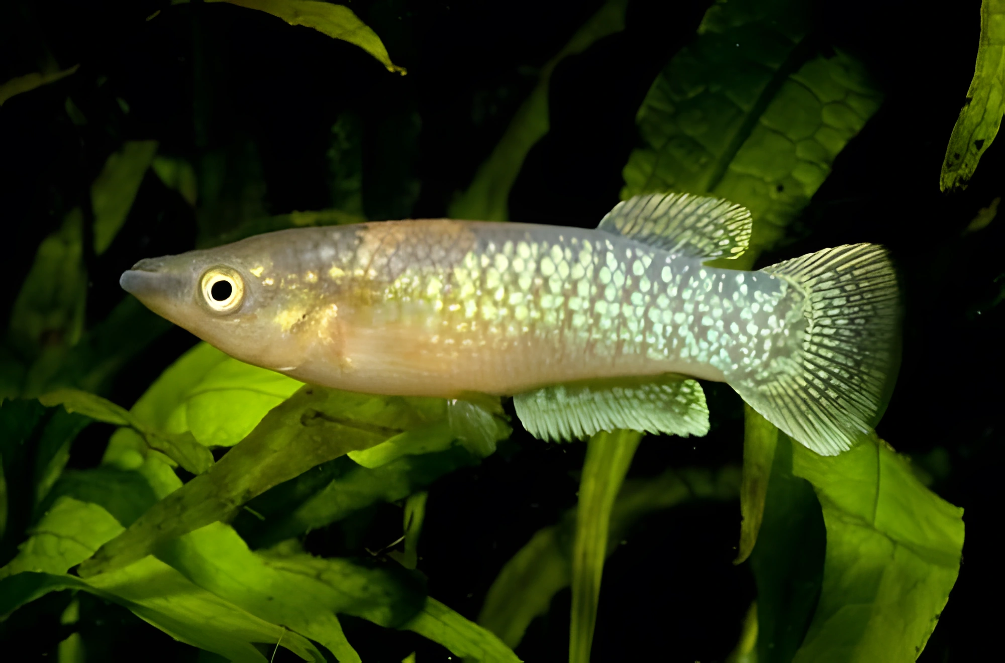 Fotografía del pez de acuario Panchax de Arnoult