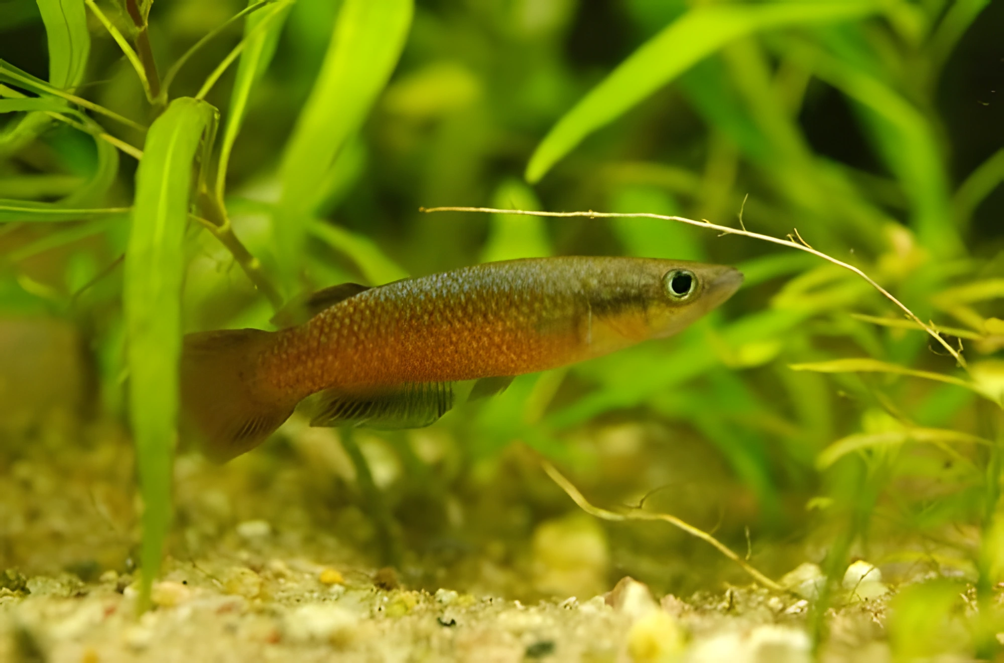 Fotografía del pez de acuario Pachypanchax omalonotus