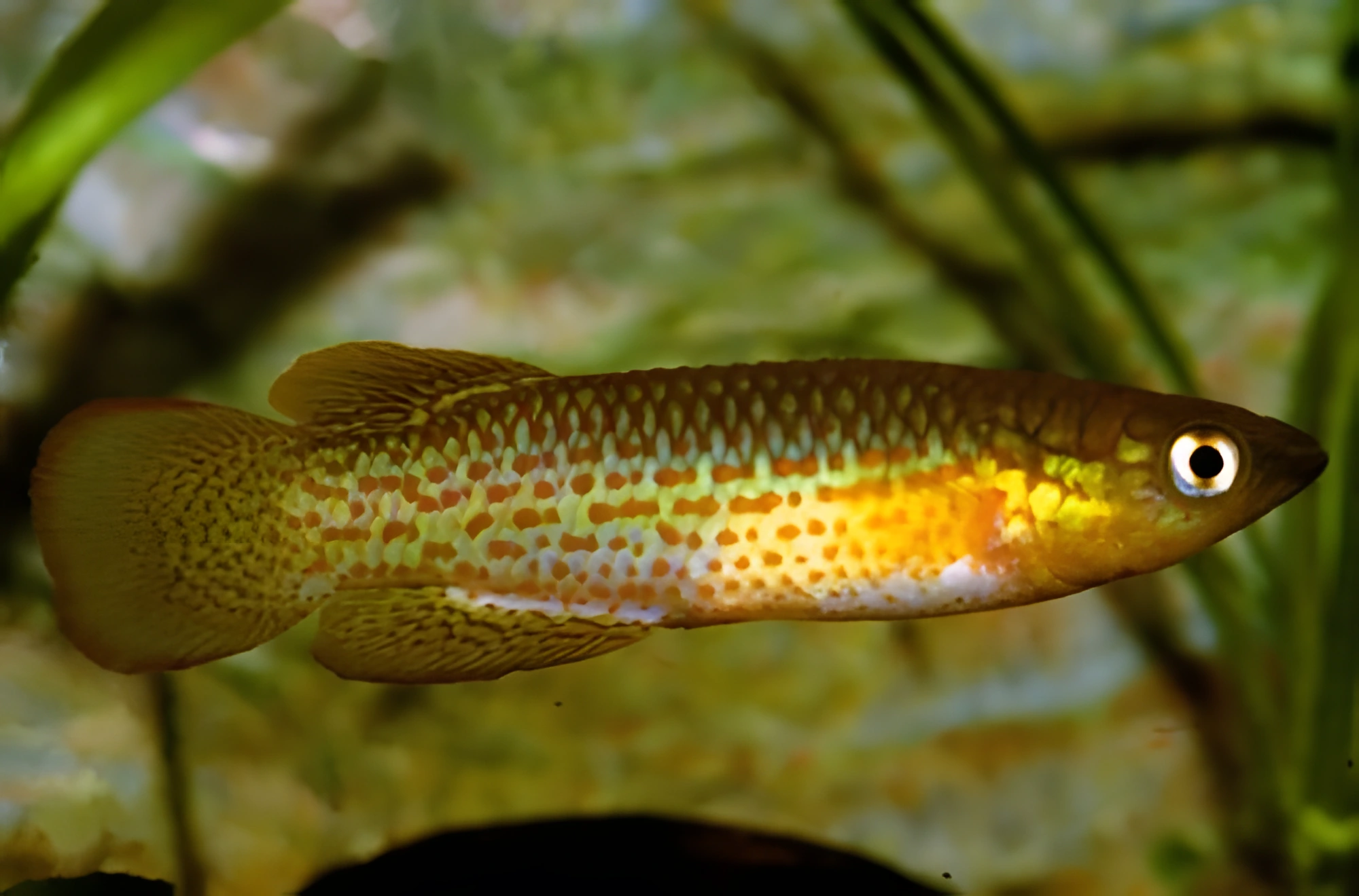 Fotografía del pez de acuario Panchax de Playfair