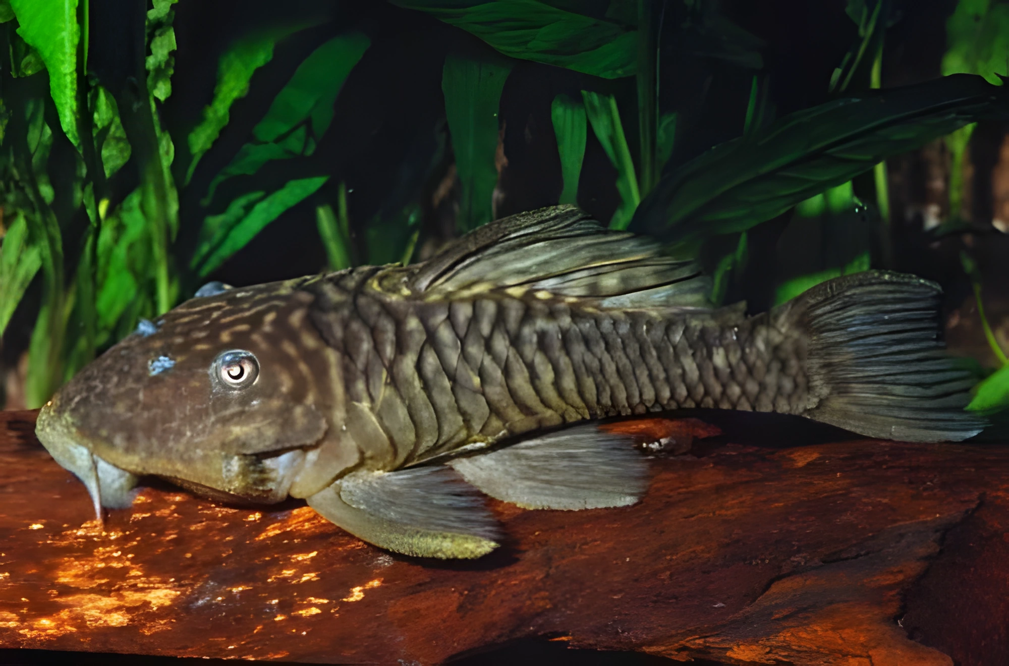 Fotografía del pez de acuario Parancistrus aurantiacus