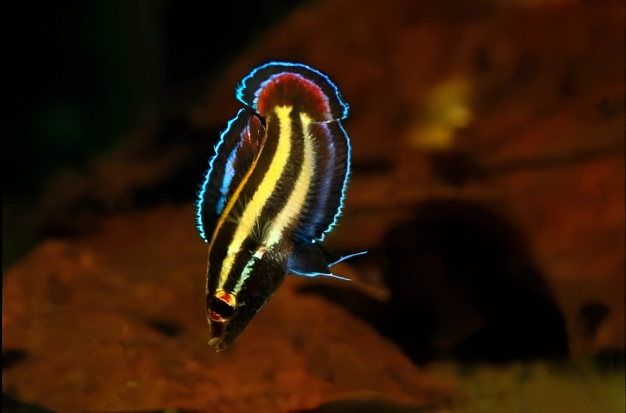 Fotografía del pez de acuario Parosphromenus de Alfred