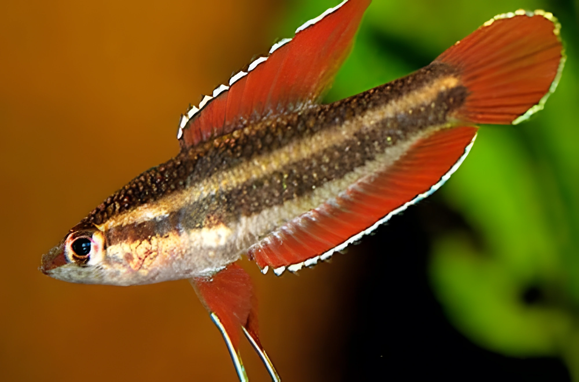 Fotografía del pez de acuario Parosphromenus anjunganensis