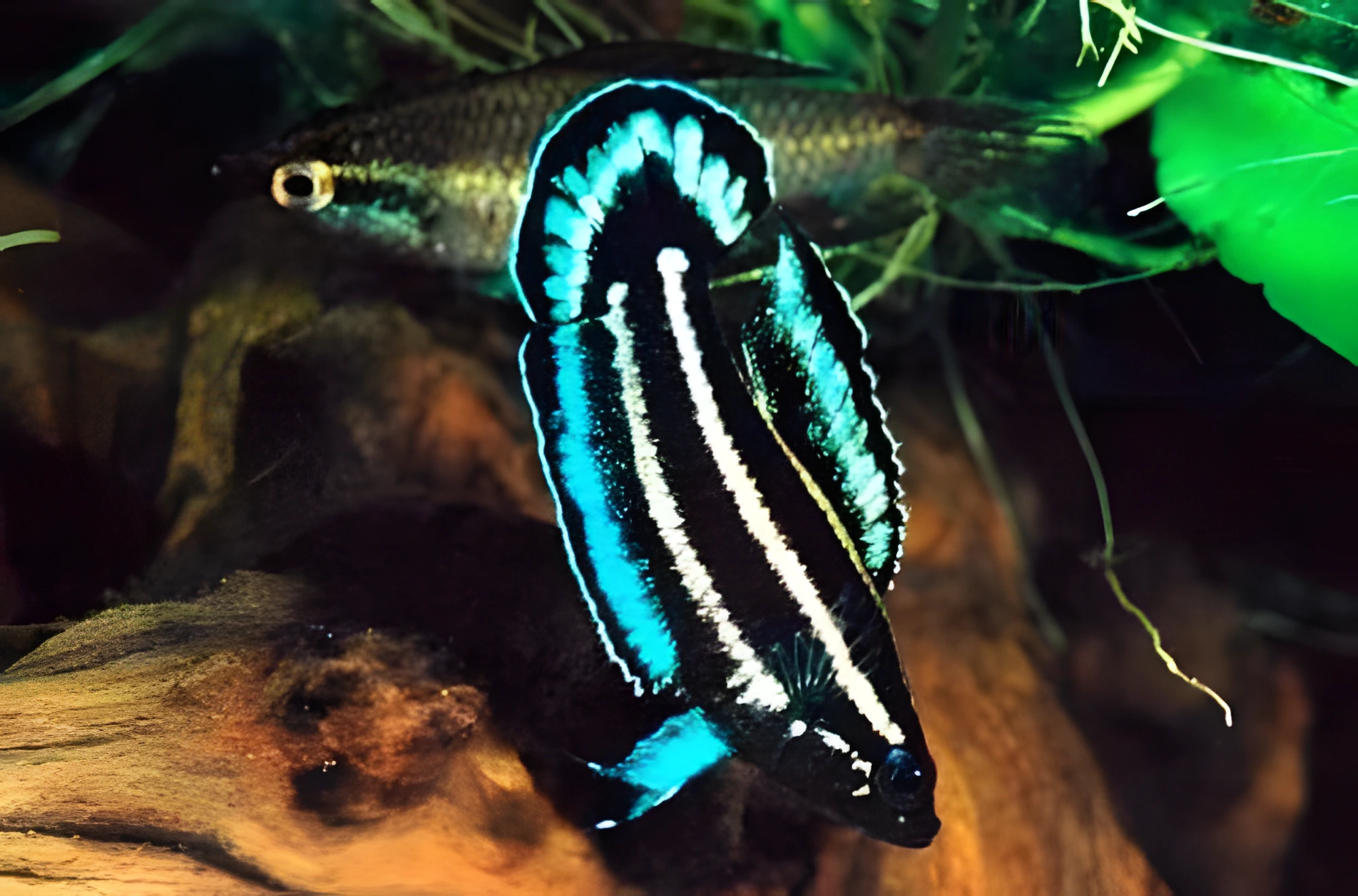 Fotografía del pez de acuario Parosphromenus harveyi