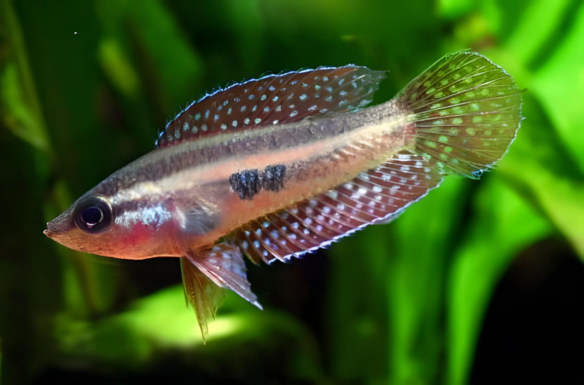 Fotografía del pez de acuario Parosphromenus linkei