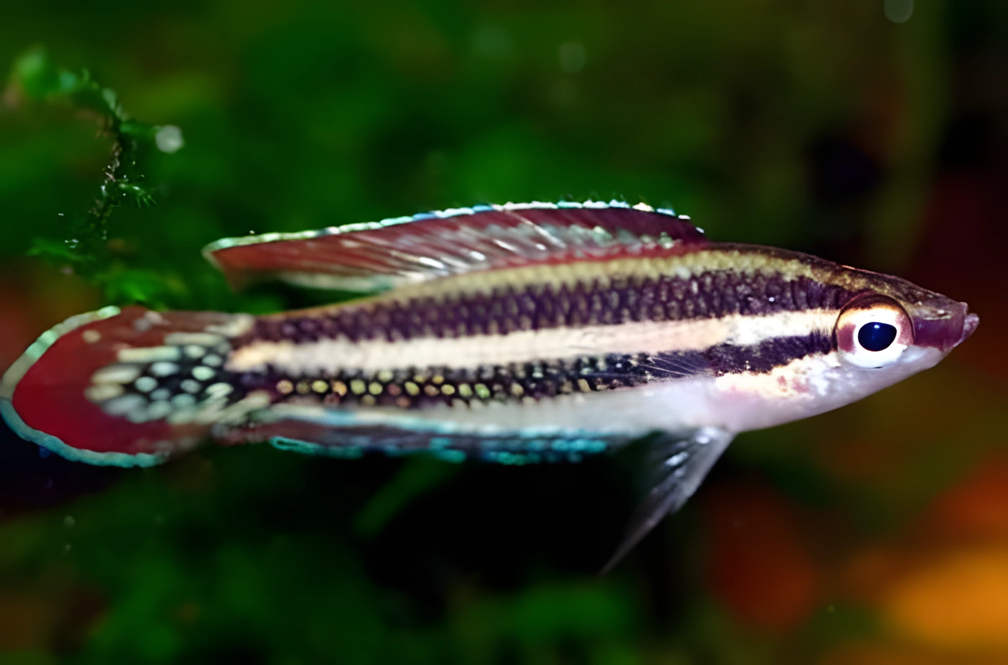 Fotografía del pez de acuario Parosphromenus quindecim