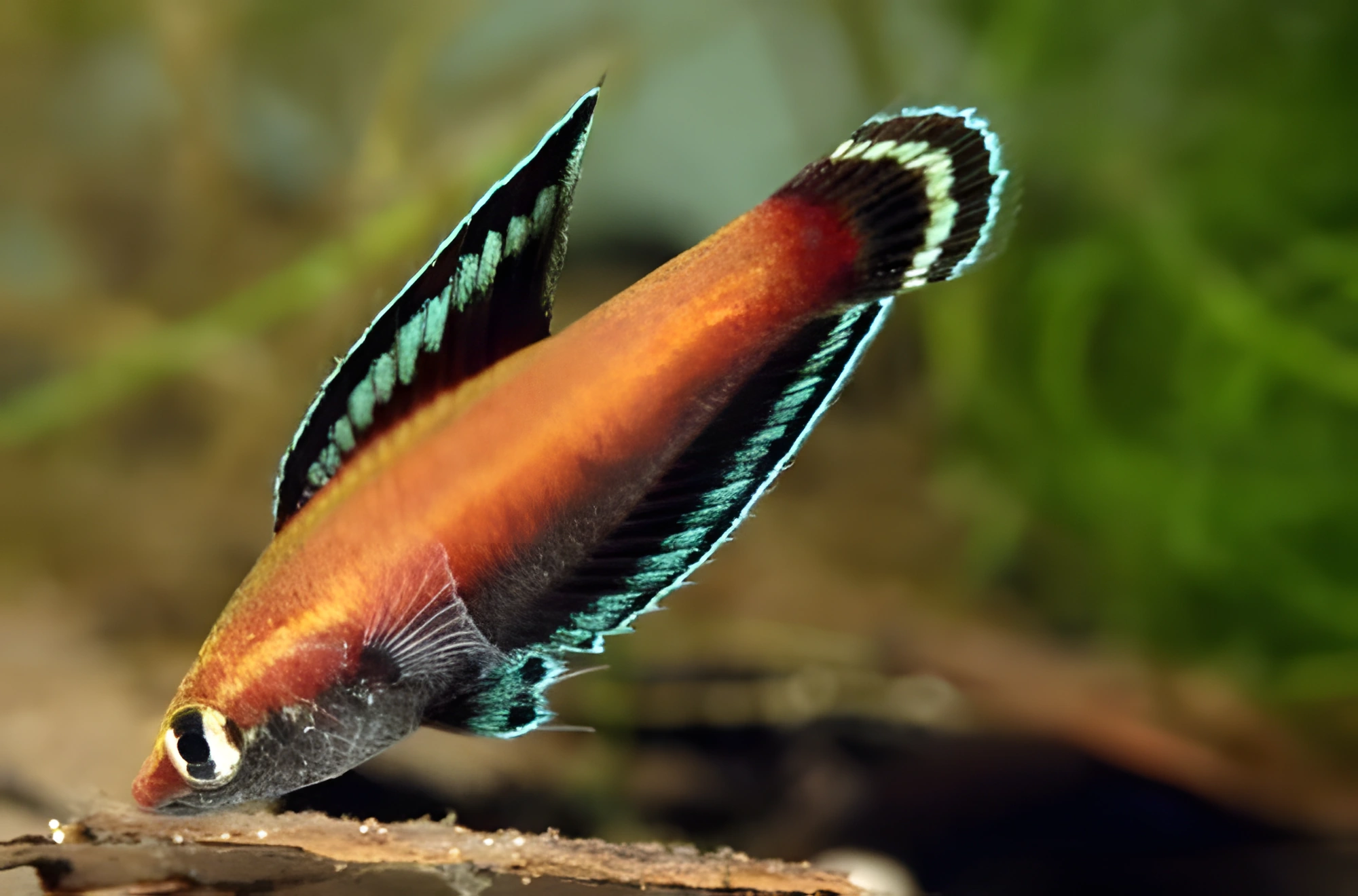 Fotografía del pez de acuario Gurami regaliz