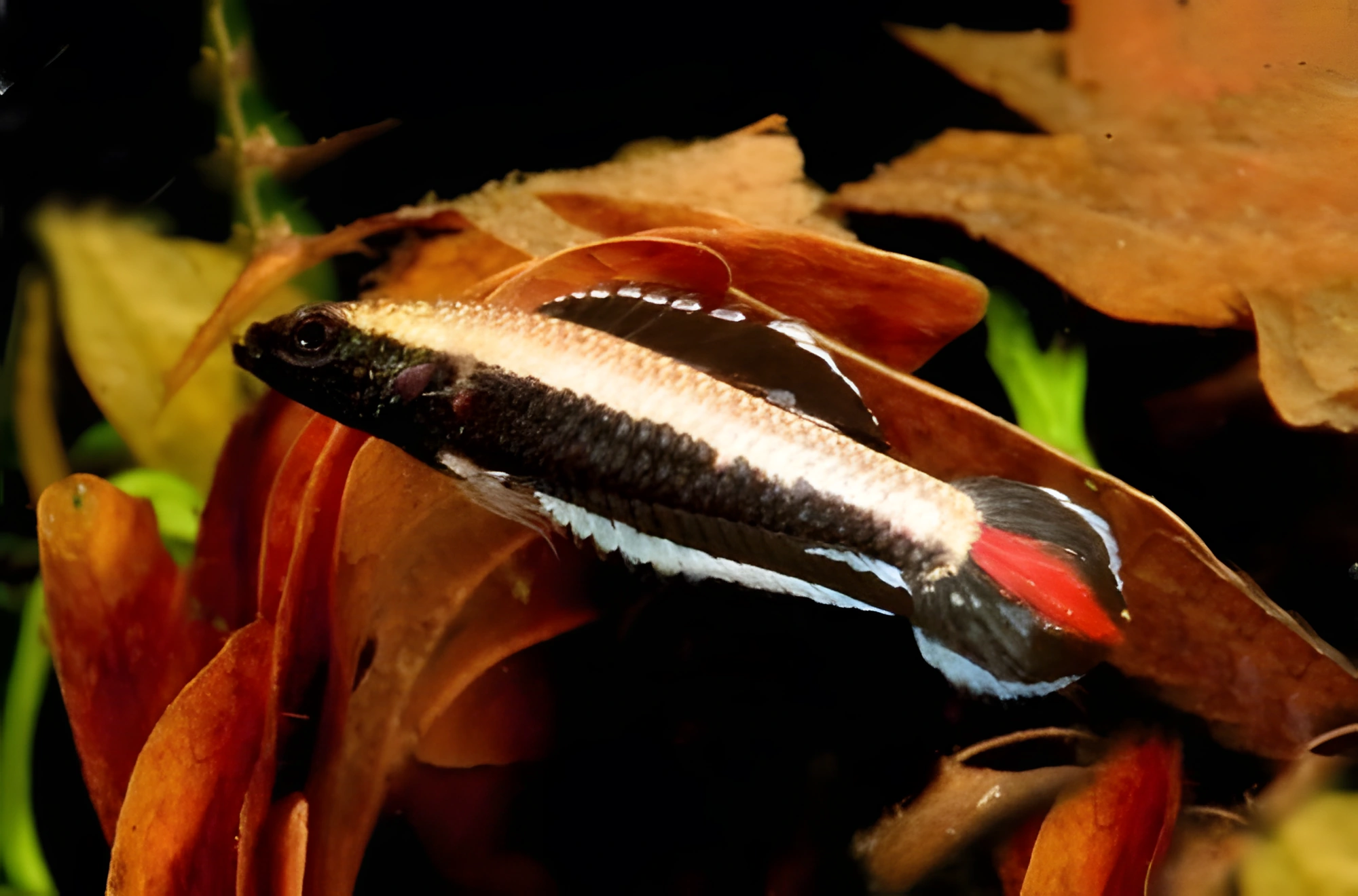 Fotografía del pez de acuario Gurami regaliz ornamentado